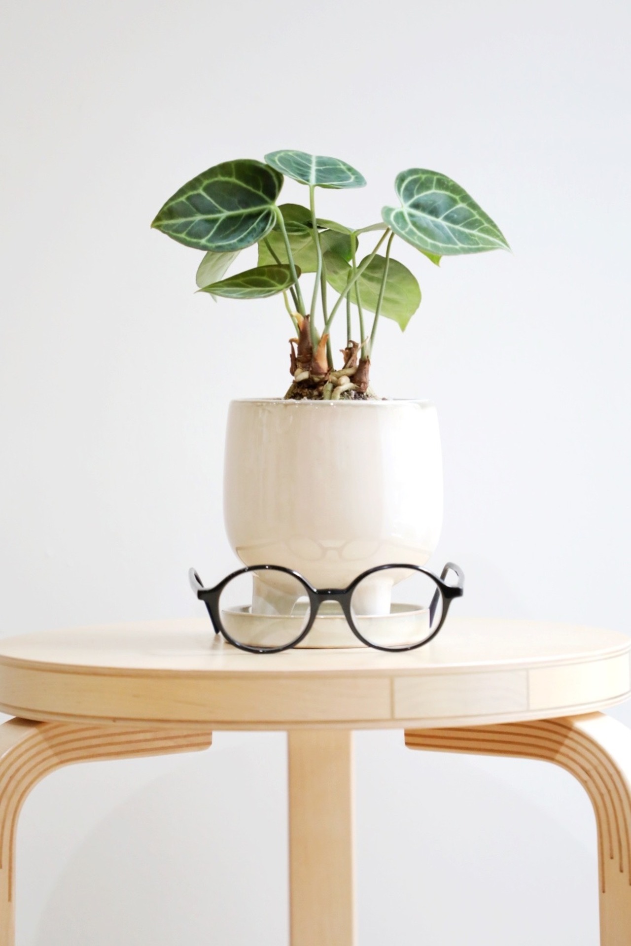 【S】アンスリウム クラリネルビウム/Anthurium