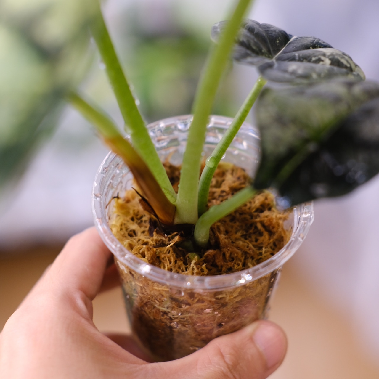 【斑入り】Alocasia dragon scale / アロカシア ドラゴンスケール②