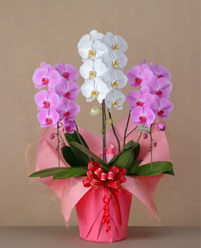 3本立　スタンダード（30輪～33輪程度）　ミックス　【個性と華やかさを兼ね備えた特別感】コンパクトながら、調和のとれた華やかさを演出する一鉢に仕上げました。複数のカラーが空間を一気に明るく彩ります。