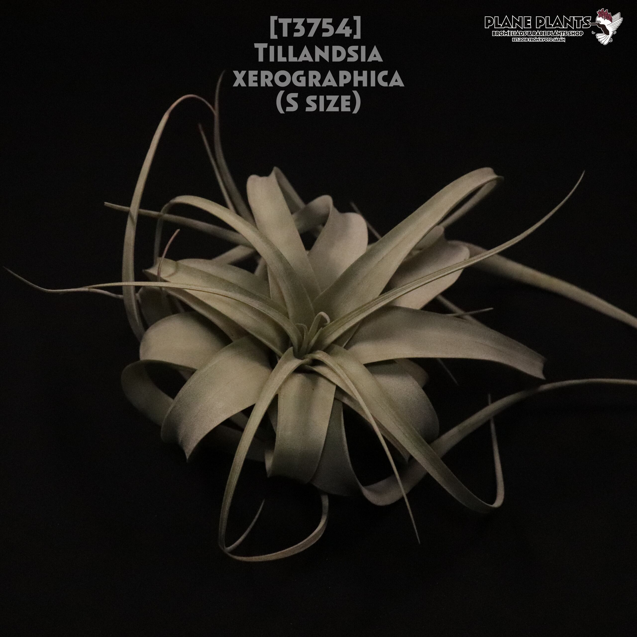 【送料無料】xerographica S〔エアプランツ〕現品発送T3754