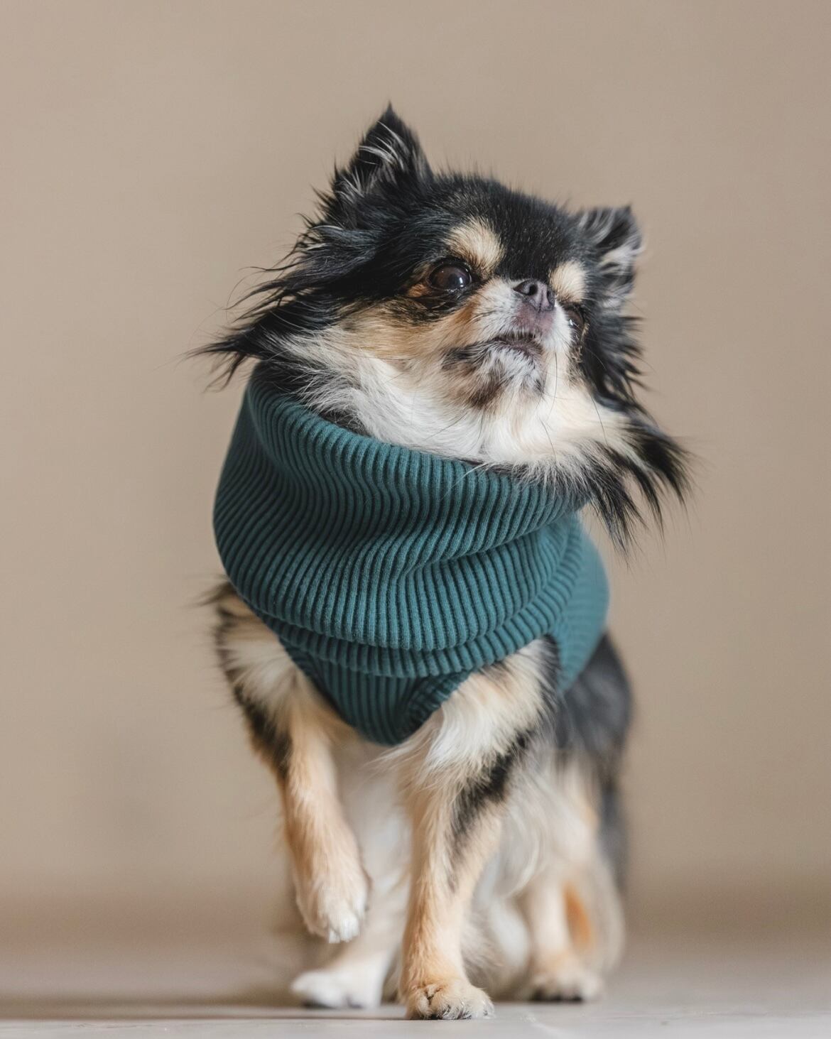 Luxury Warm リブ(ティールブルー)