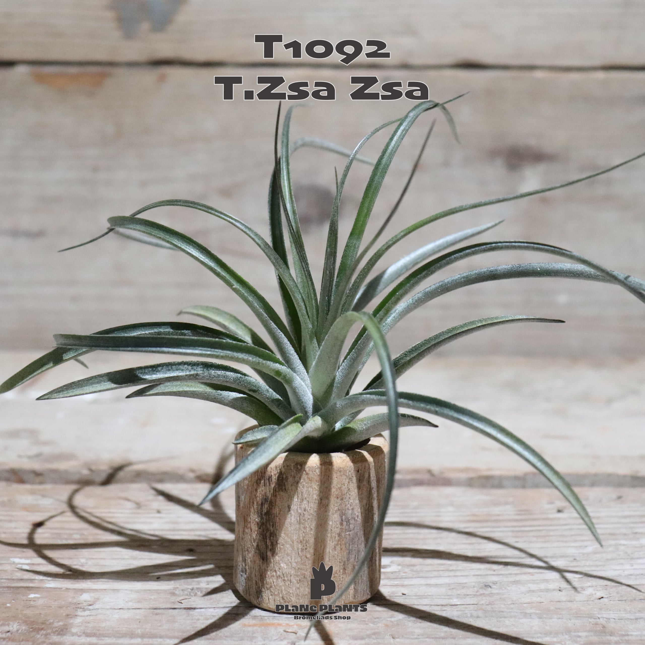 送料無料】Zsa Zsa〔エアプランツ〕現品発送T1092 | plane plants