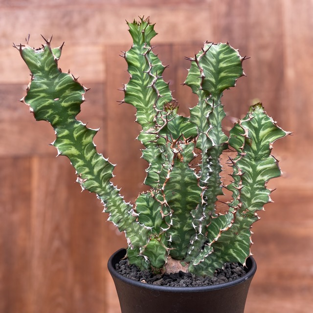 Euphorbia grandicornis【ユーフォルビア・グランディコルニス】