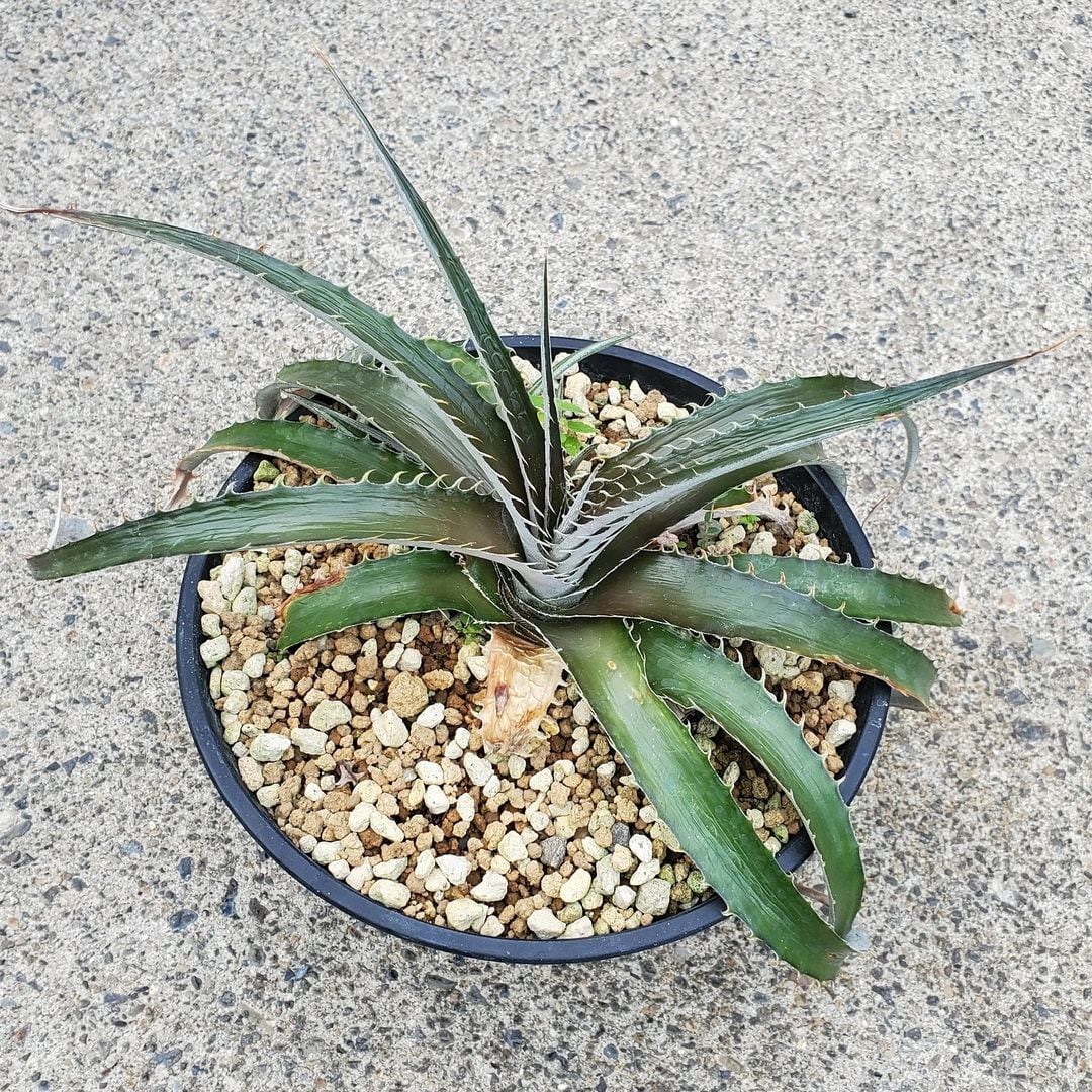 a0432_Dyckia estevesii Hybrid：ディッキア・エステベシー