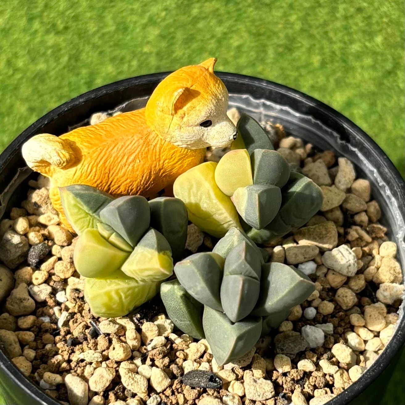 斑入り | 多肉植物 豆彦商店