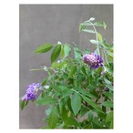 Wisteria frutescens（American wisteria）