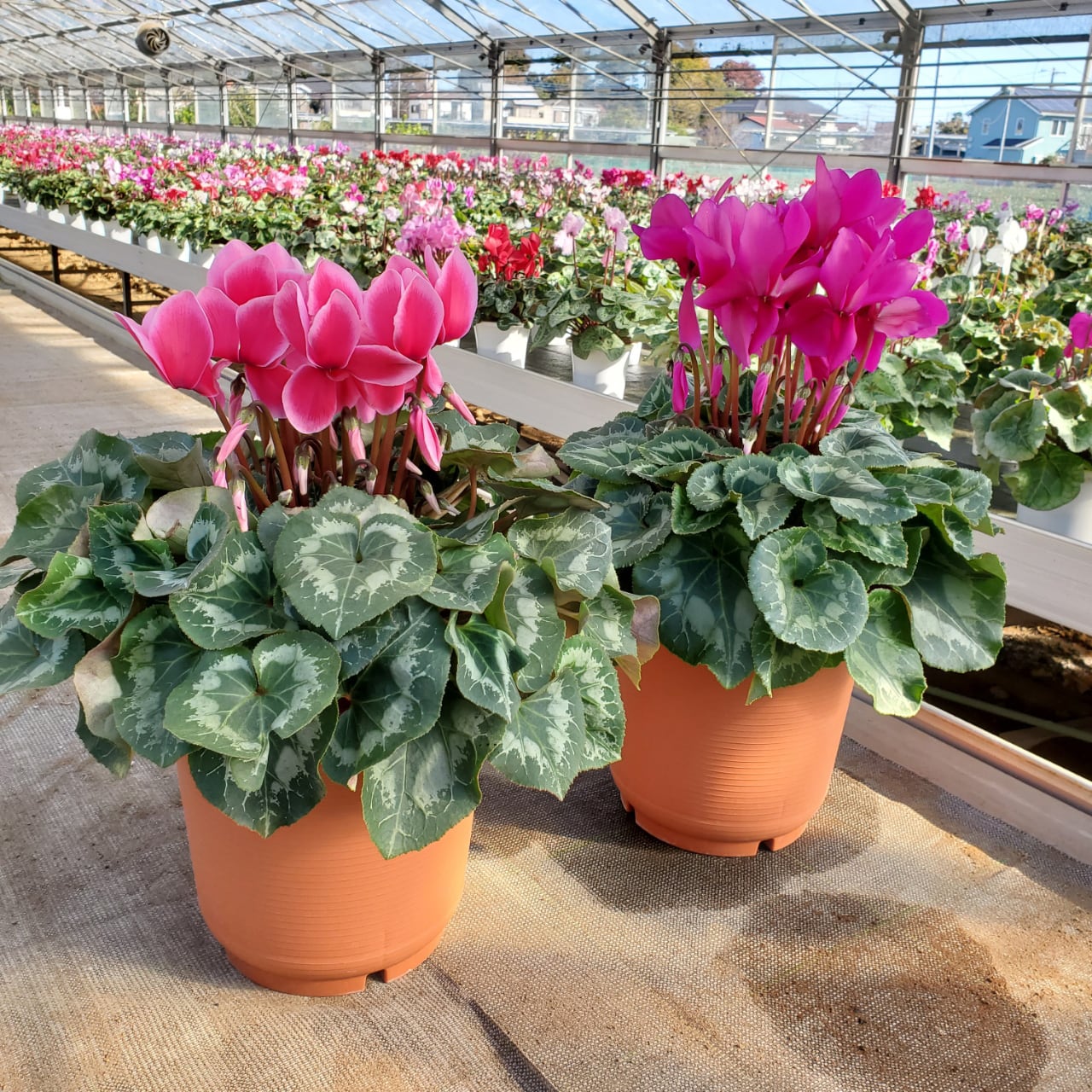 シクラメン2ヶセット（8号鉢） | 吉重園芸