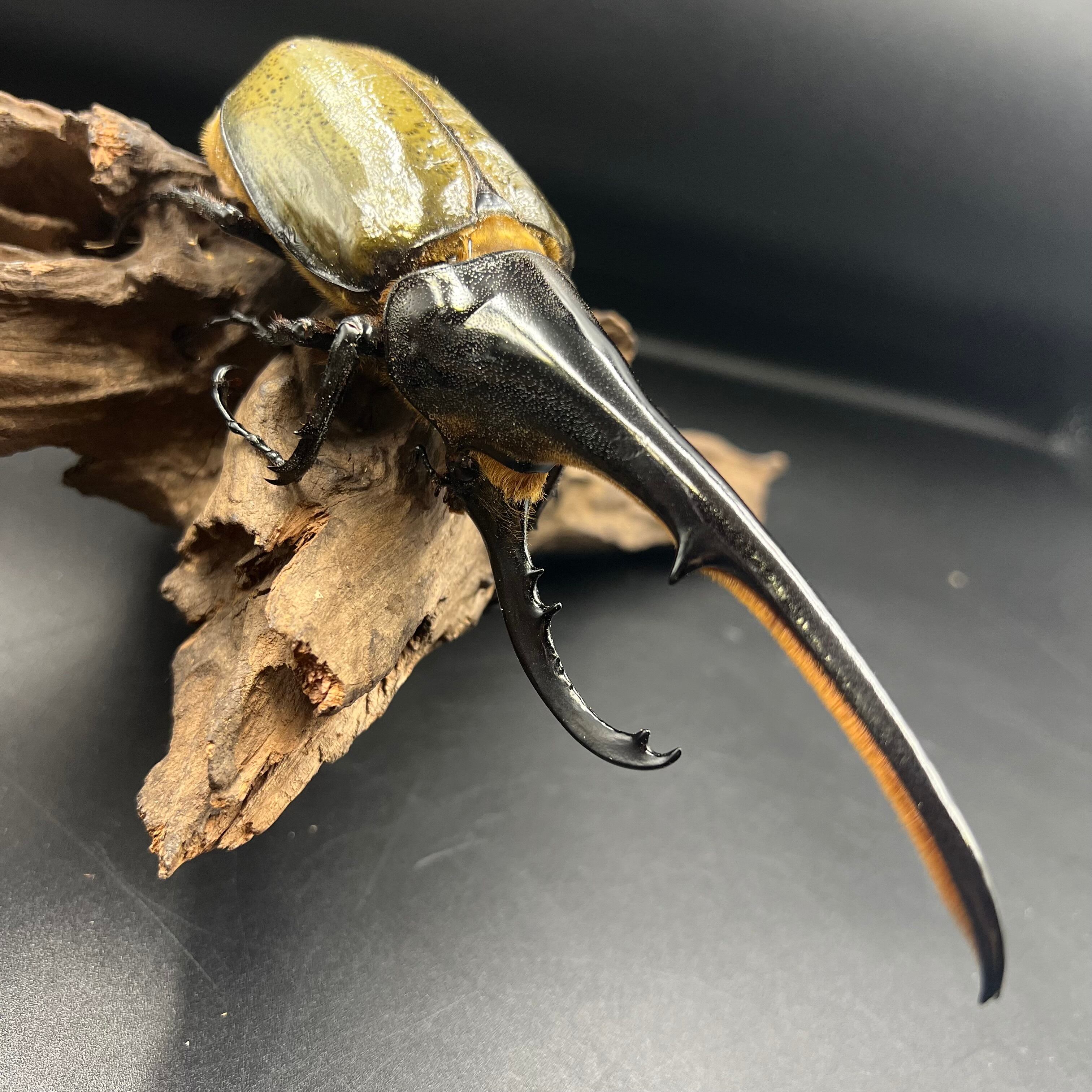 Saiki】 1円スタート! DH・ヘラクレス ♂153mm単品 ヘラクレス