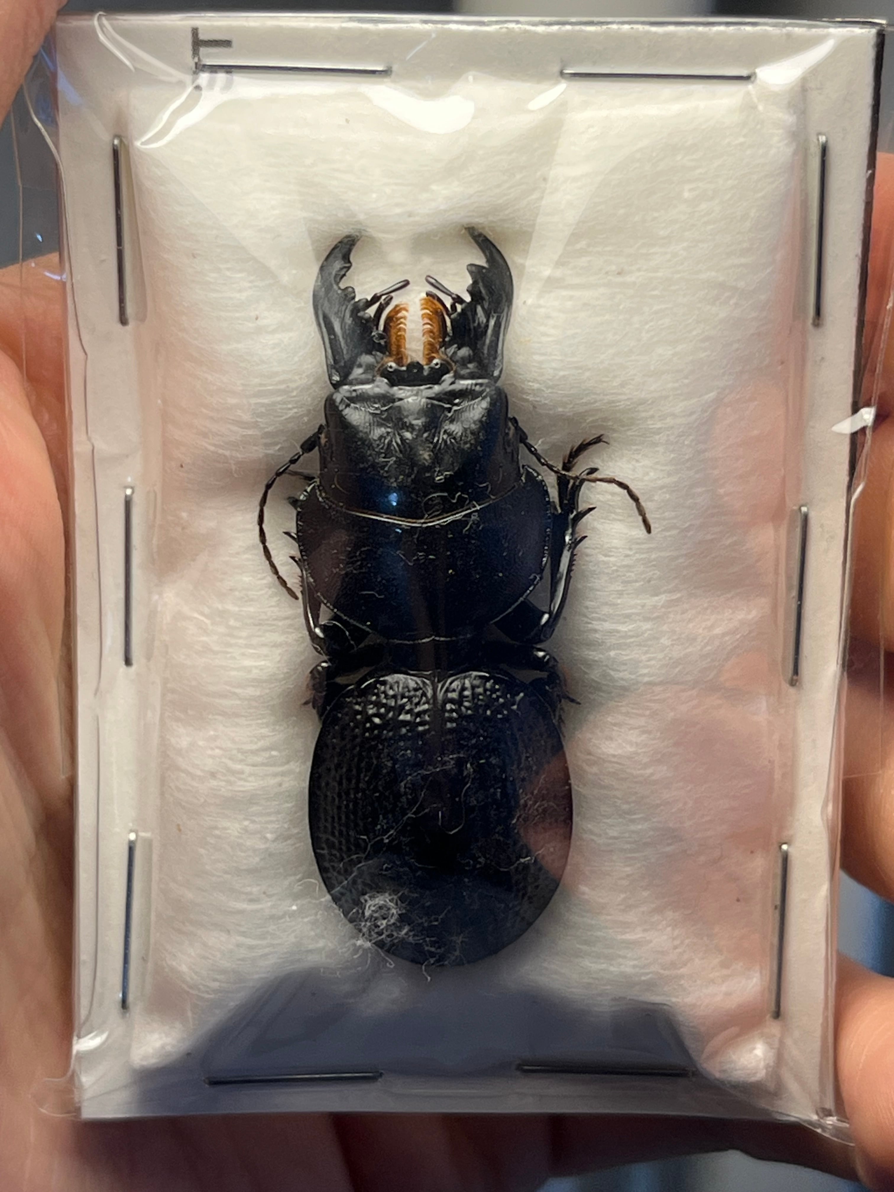 21mm】シロマダラコブゴミムシダマシ 昆虫標本 Zopherus nodulosus