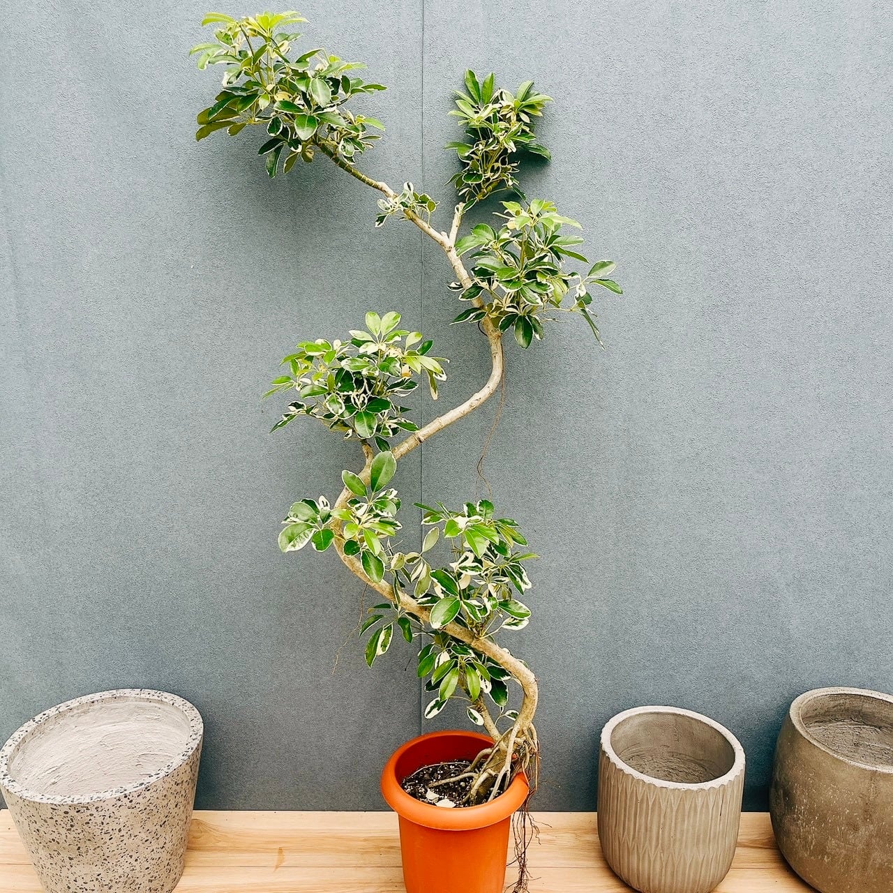 現品］【希少】30番 クワズイモ 斑入り 8号 白斑 観葉植物 室内 レア