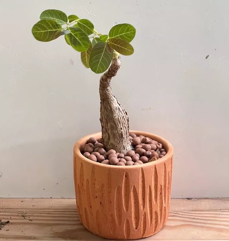 フィランサス・ミラビリス 1株 + 栽培セット 〛Phyllanthus Mirabilis