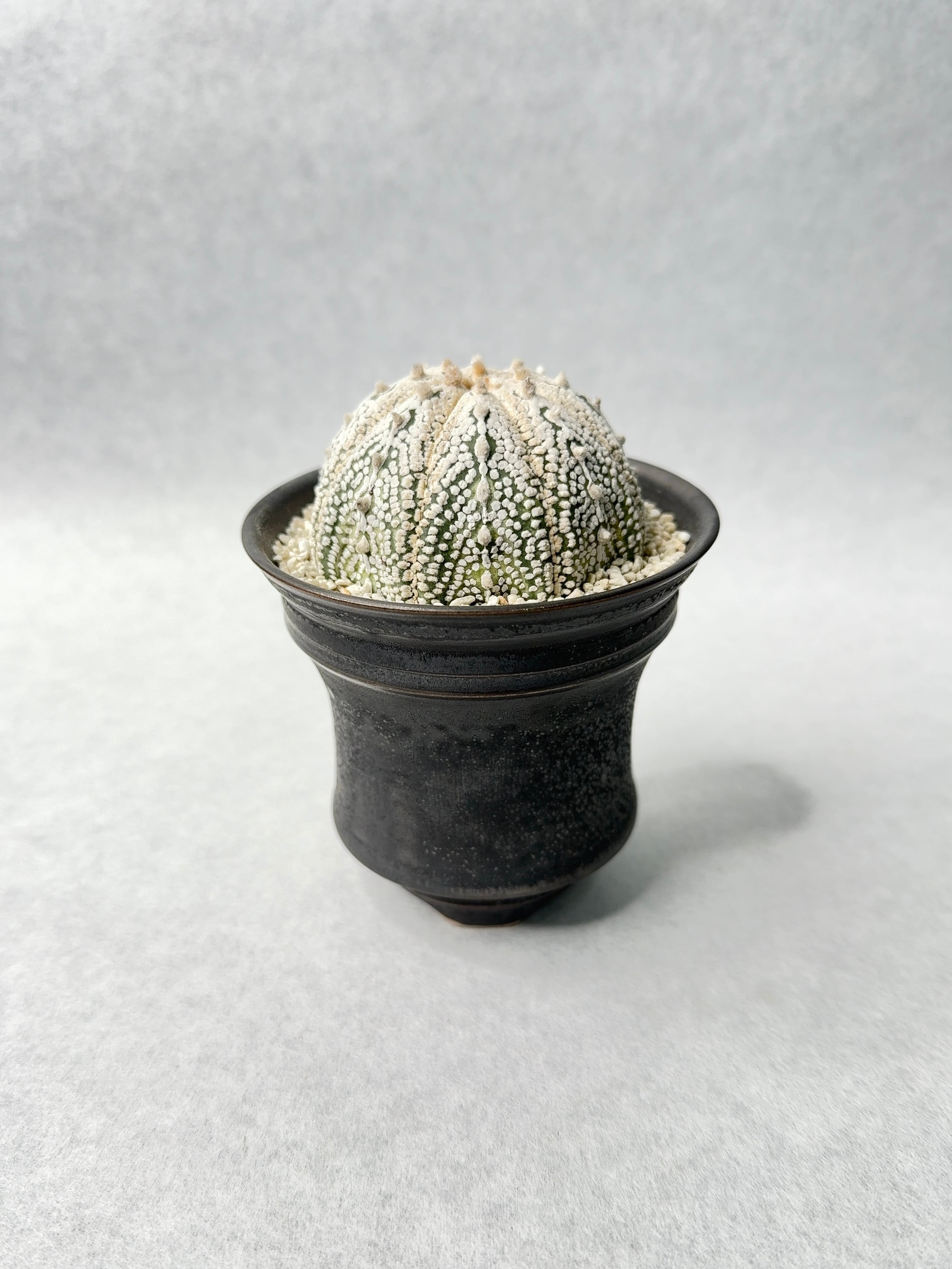 アストロフィツム・山川ミラクル