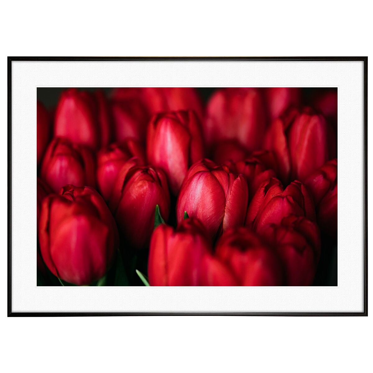 花写真 赤いチューリップ インテリアアートポスター額装 AS0892