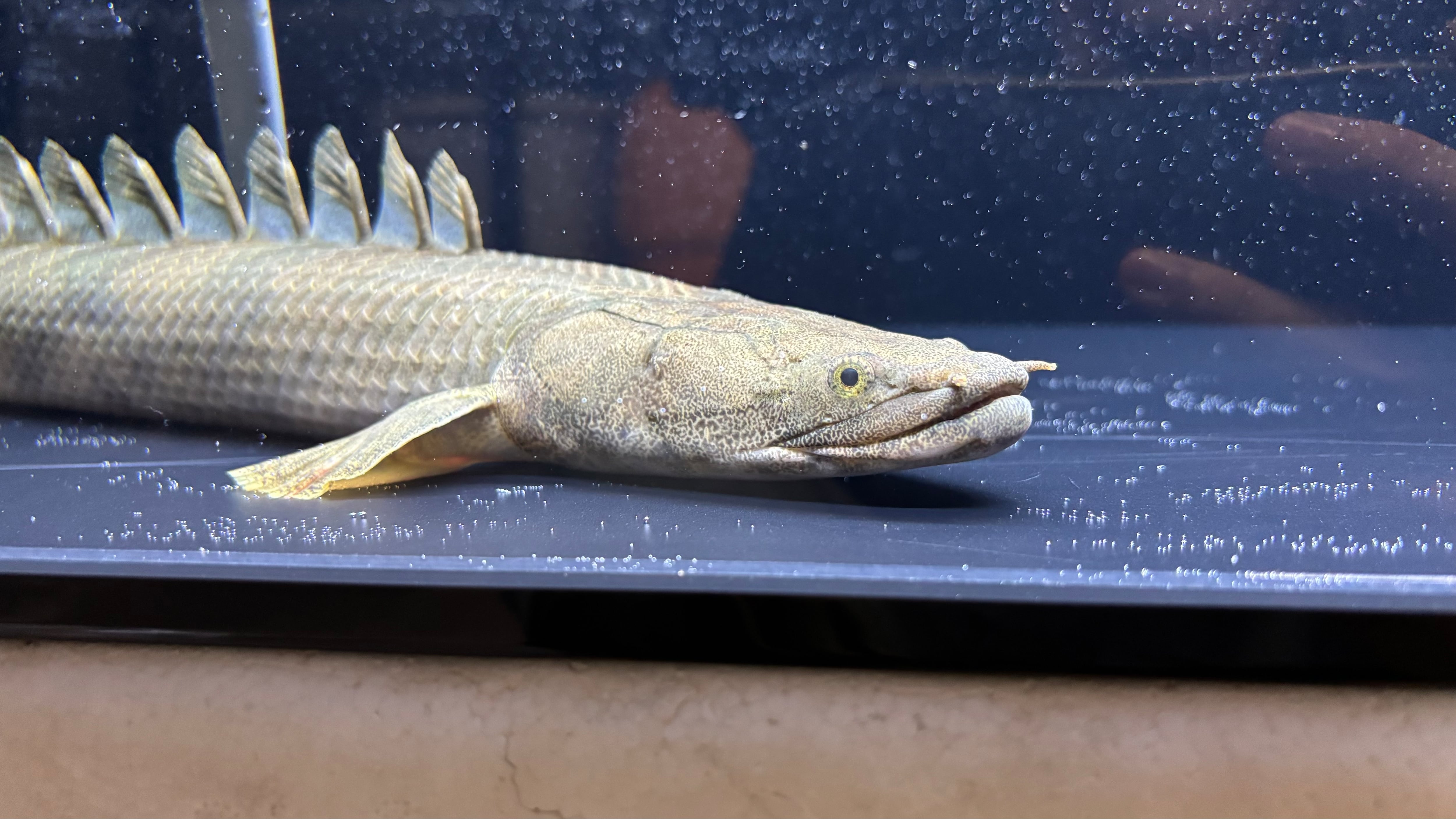 アフリカ熱帯魚専門店わいるどもん