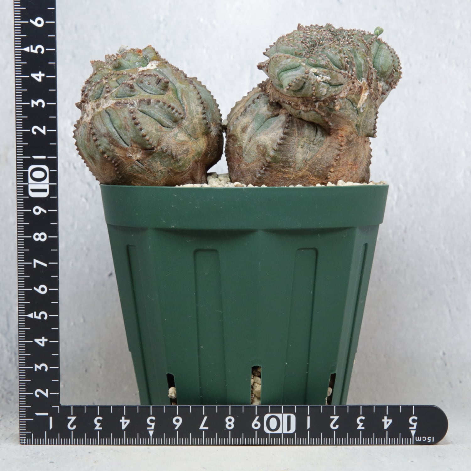 オス株【超厳選株】大株 最大幅約12.5cm ダブルヘッド 綴化 石化