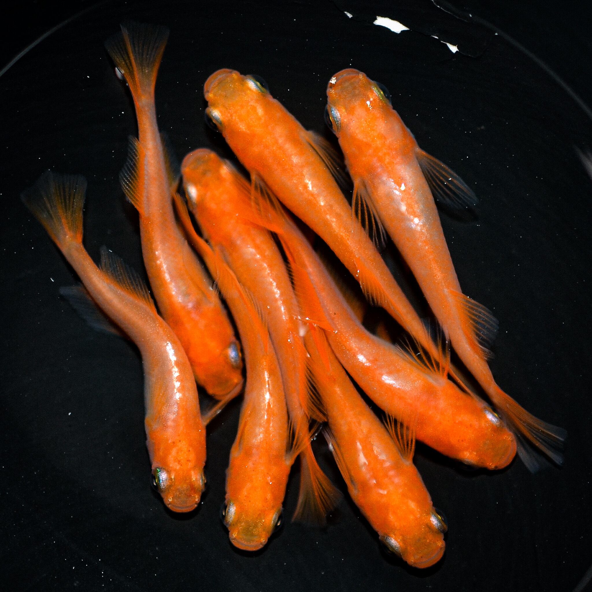 蒼翔メダカ》王華 1ペア+メス3匹 (若魚)本家血統 現物出品 ラメ 