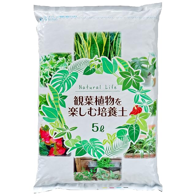 多肉植物 アエオニウム 黒銅壺錦 大苗 美苗 #黒2 | PAY ID