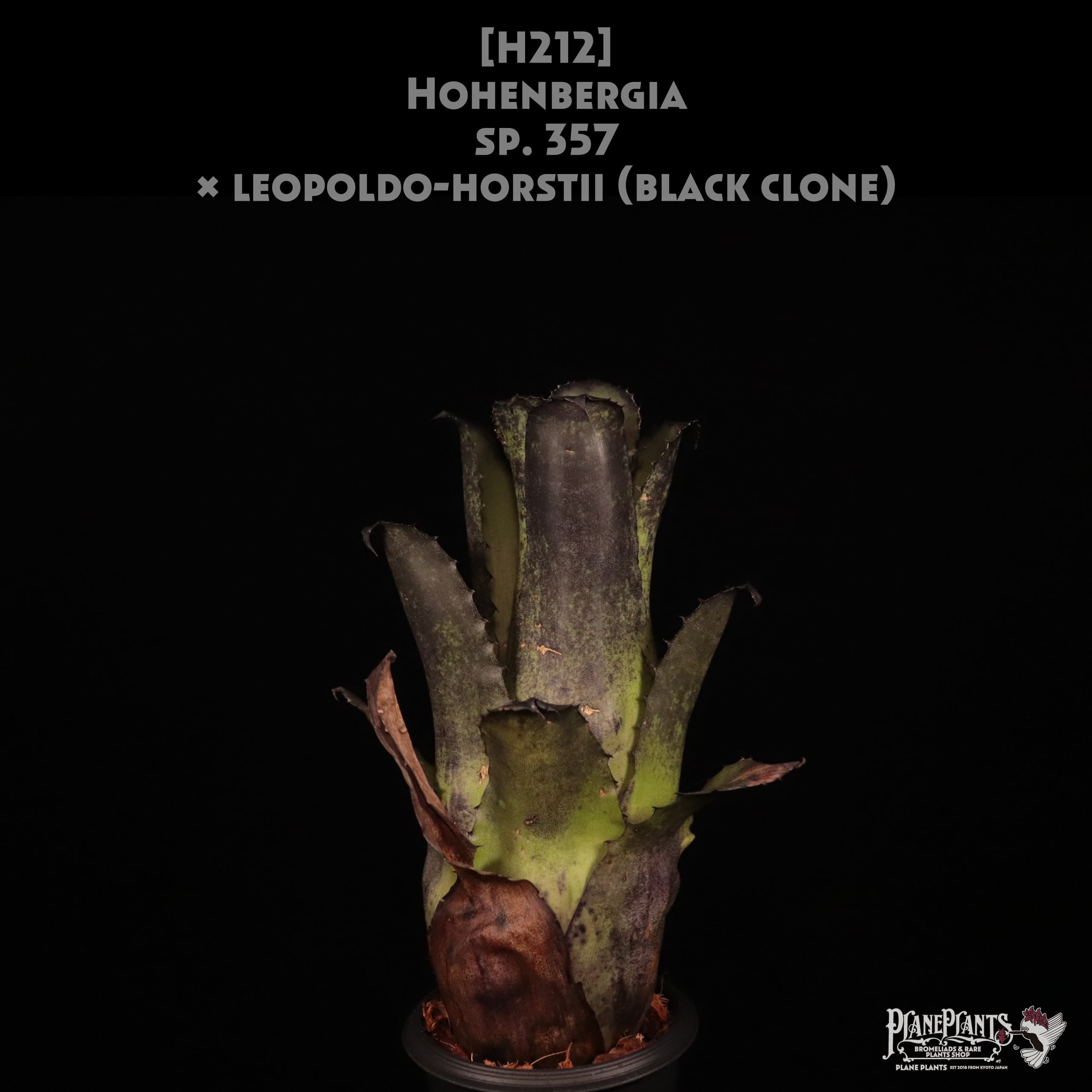 ブロメリア・エアープランツ Hohenbergia leopoldo-horstii x sp.357 送料無料】Hohenbergia sp. 357 × leopoldo-horstii (black