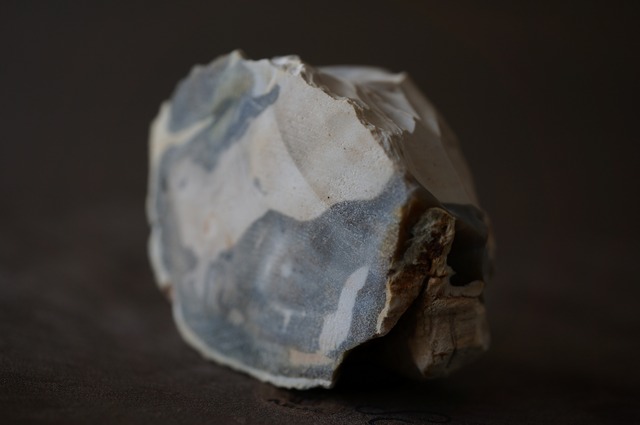 珪化木 Araucarioxylon 790