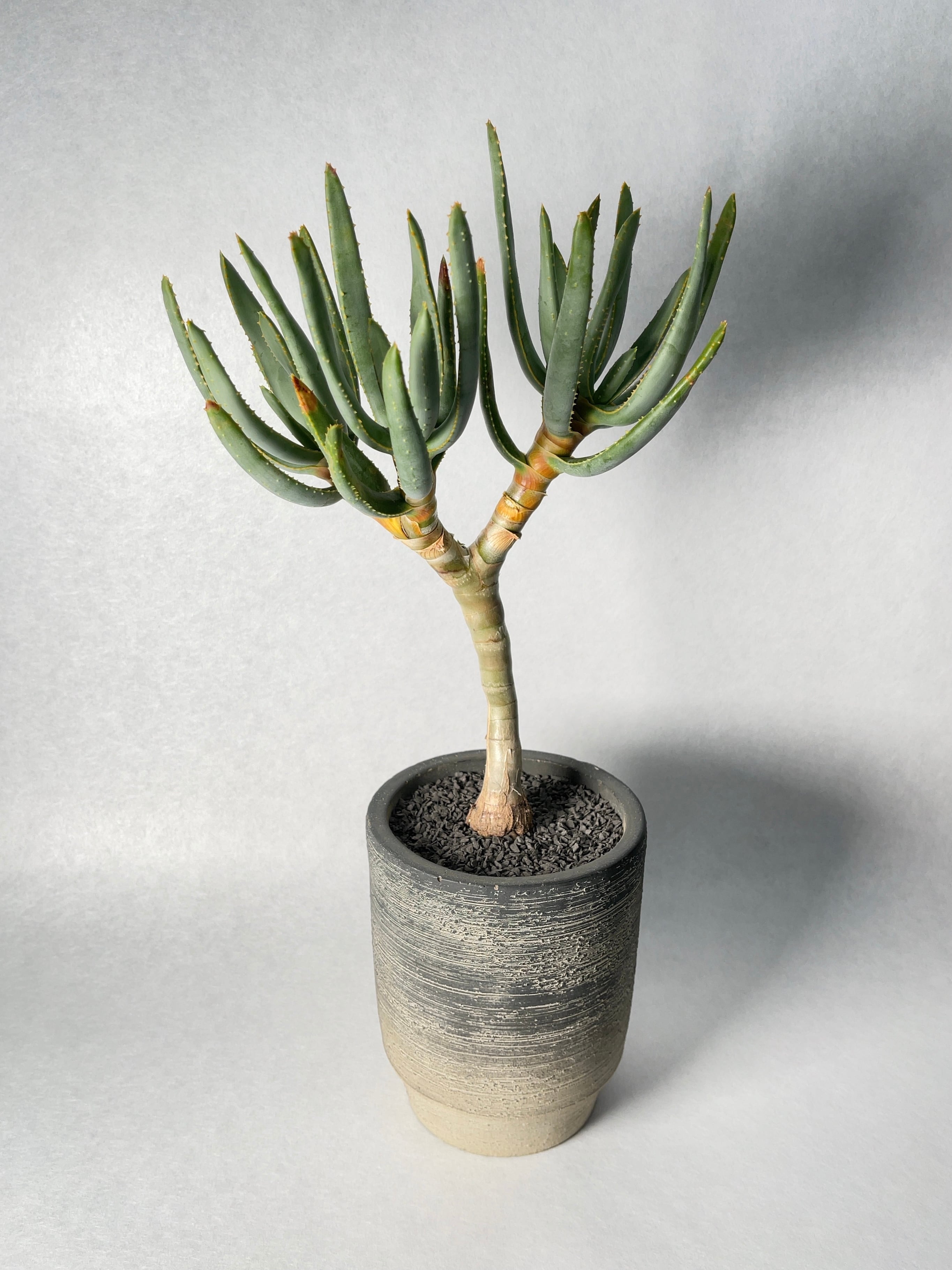 アロエ・ラモシシマ | trigger