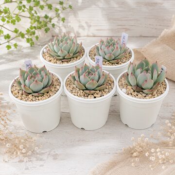 現物 多肉植物 ロンリースター 特大 抜き苗 | PAY ID