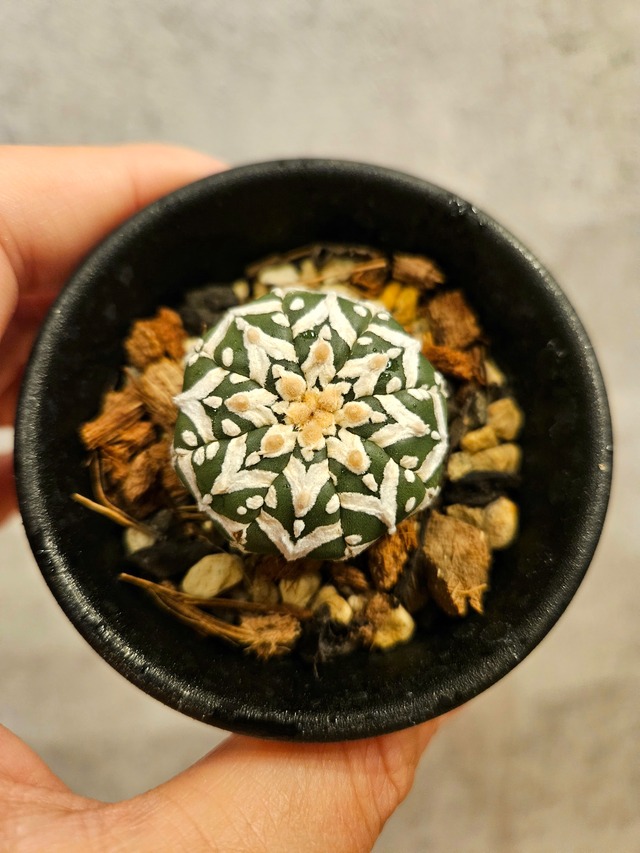 Astrophytum asterias Vtype アストロフィツム スーパー兜 V 【artPLANTs】