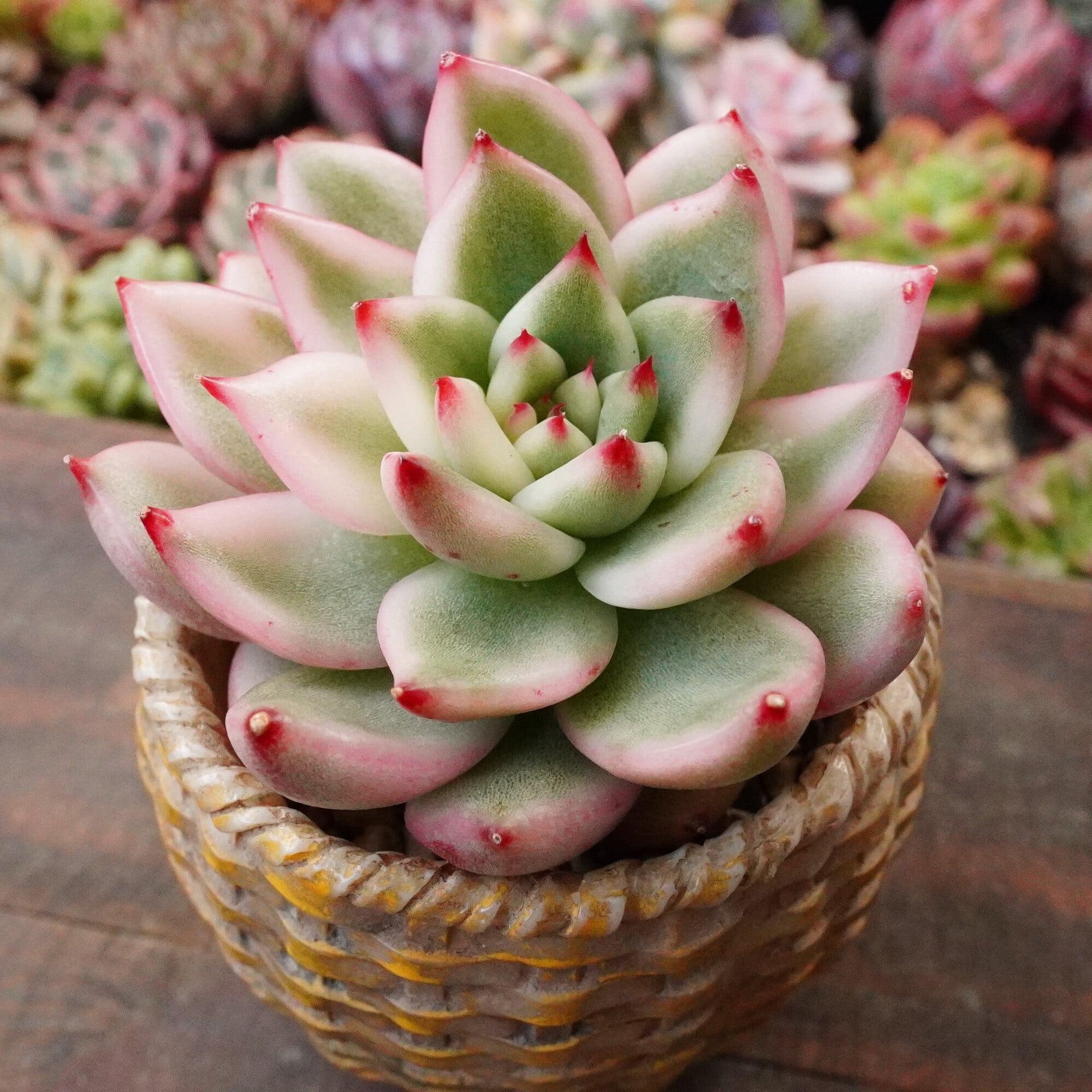 多肉植物 | E-TANIKU