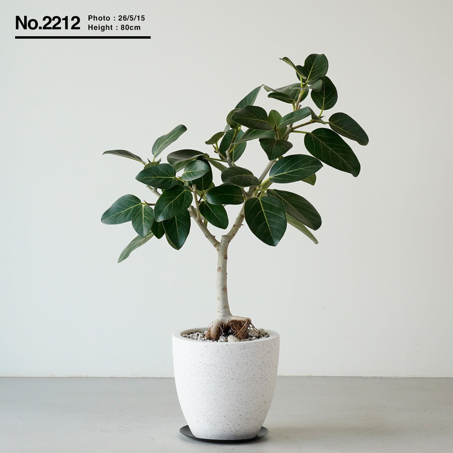 フィカス ベンガレンシス | AYANAS（アヤナス）｜観葉植物のセレクト
