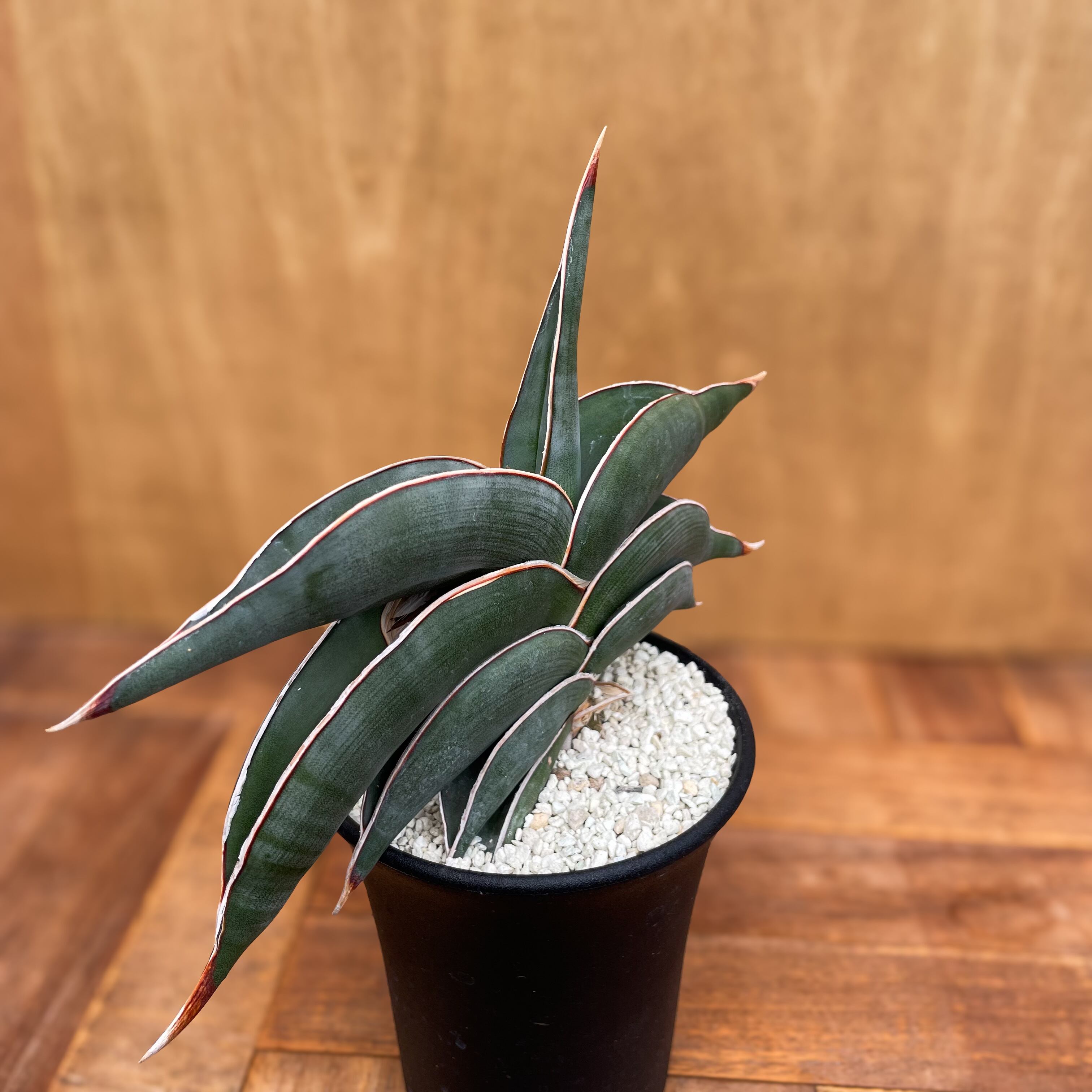 サンスベリア ロリダ 斑入 S. Rorida Variegated 3（サンスベリア 