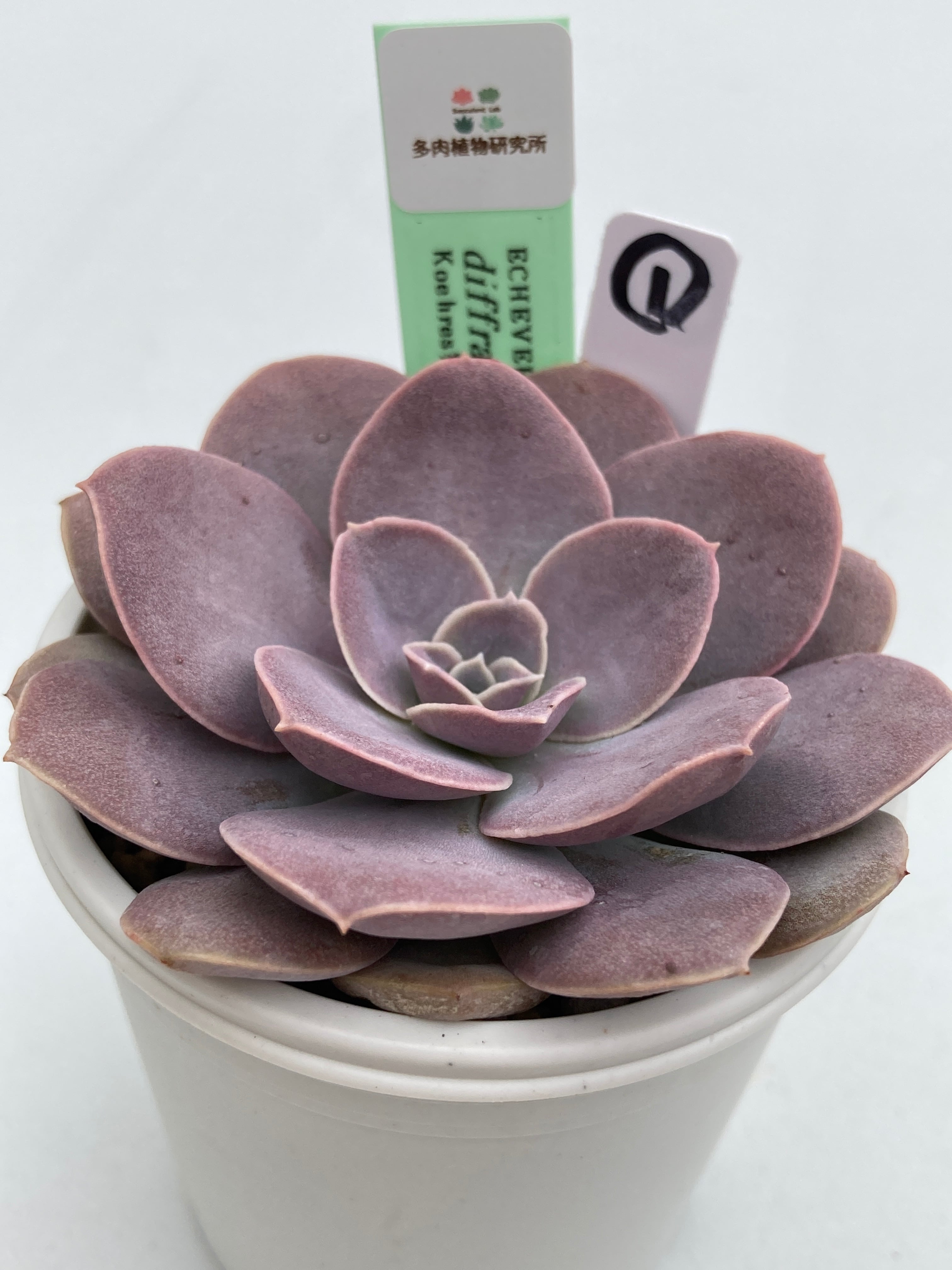 現物商品】ECHEVERIA diffractens Palma Sola ① 原種 実生苗 | 多肉