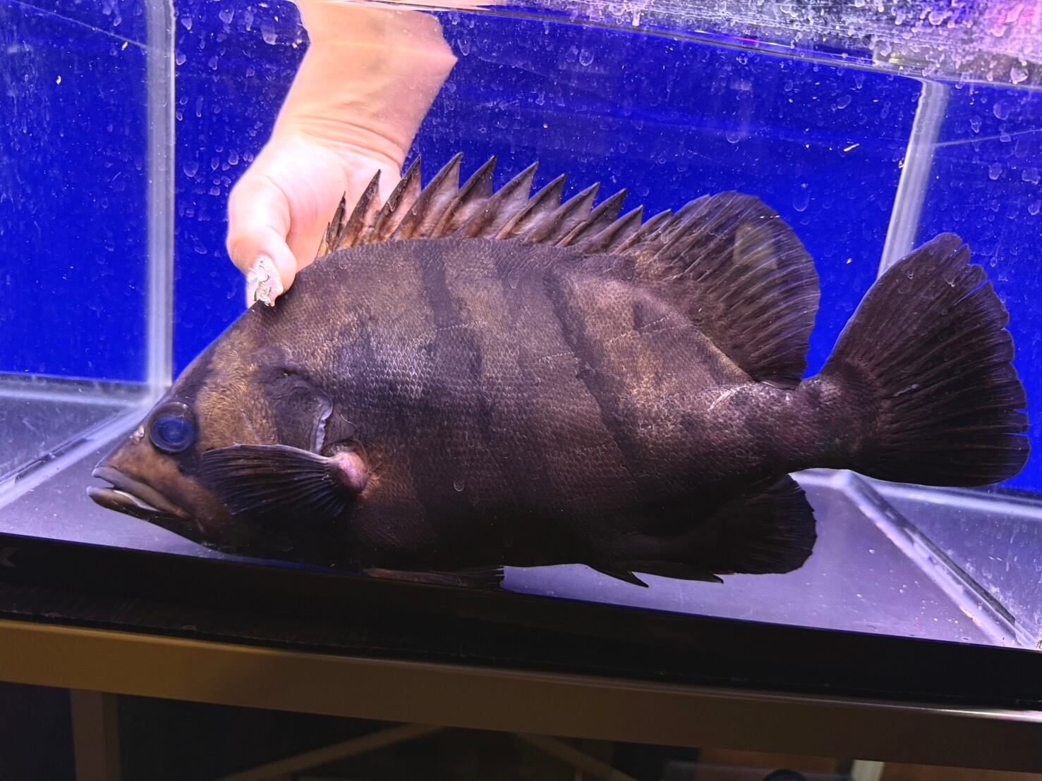 10⁄12 入荷魚紹介 - 静岡市の熱帯魚専門店（大型魚・古代魚・珍魚 