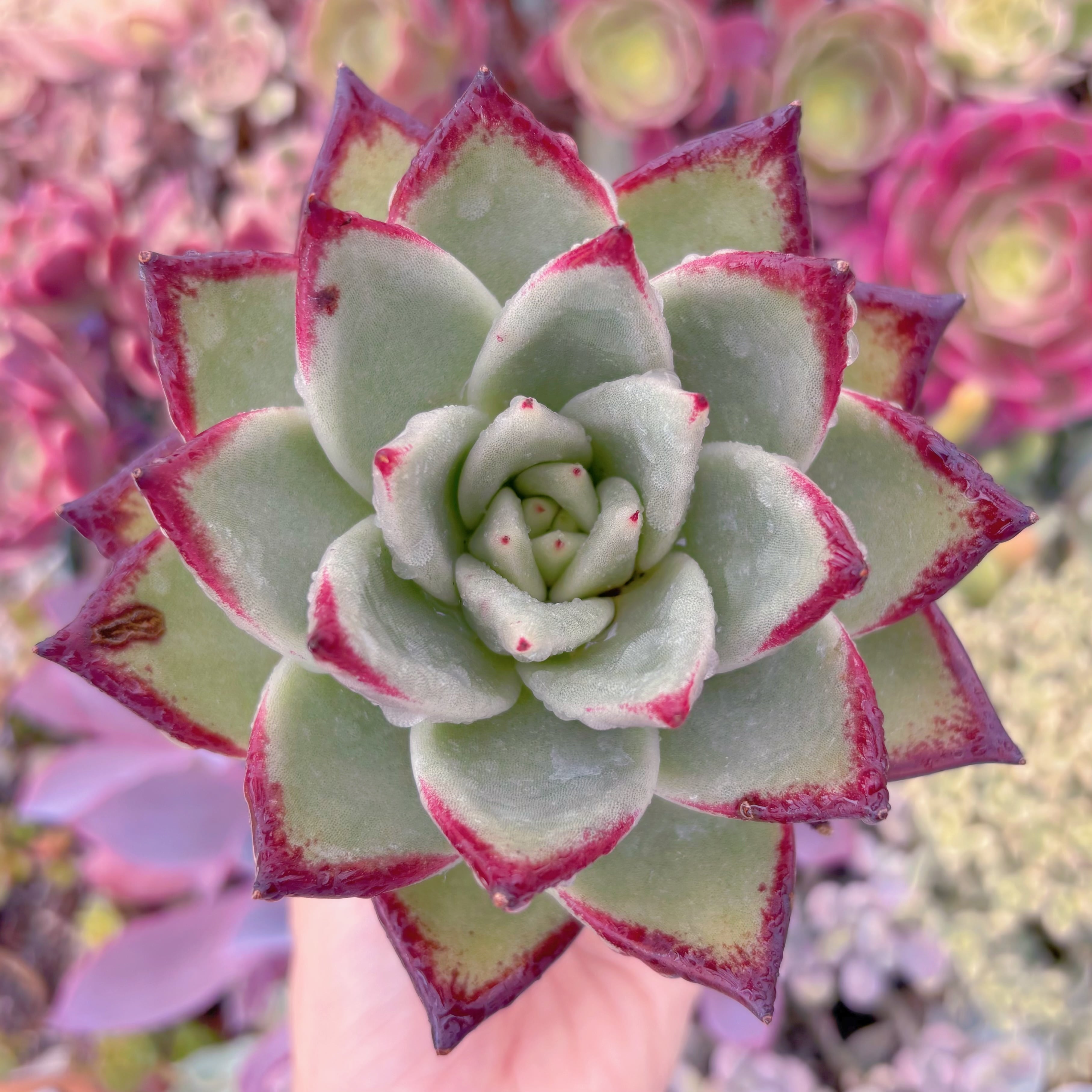 現品　黒魔王#645　特大苗　るる農園