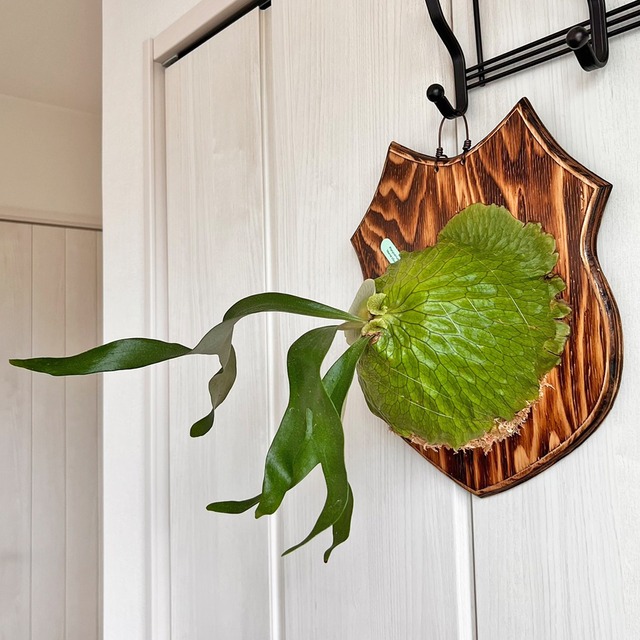 ビカクシダ ホーンズサプライズ 着生板大サイズ 板付 【観葉植物 室内 コウモリラン】