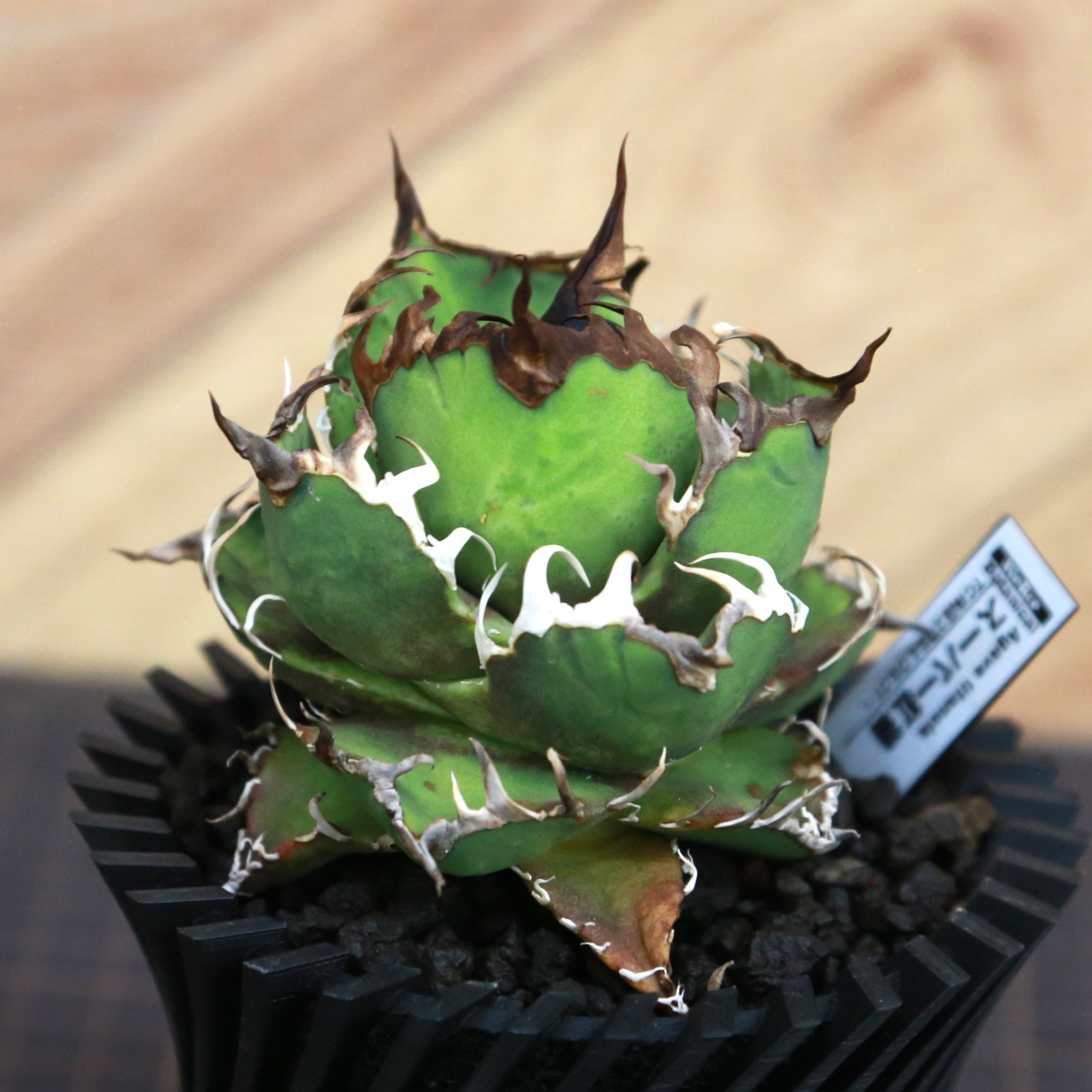 10 Agave super titanota アガベ スーパー チタノタ /CACTUS GREEN