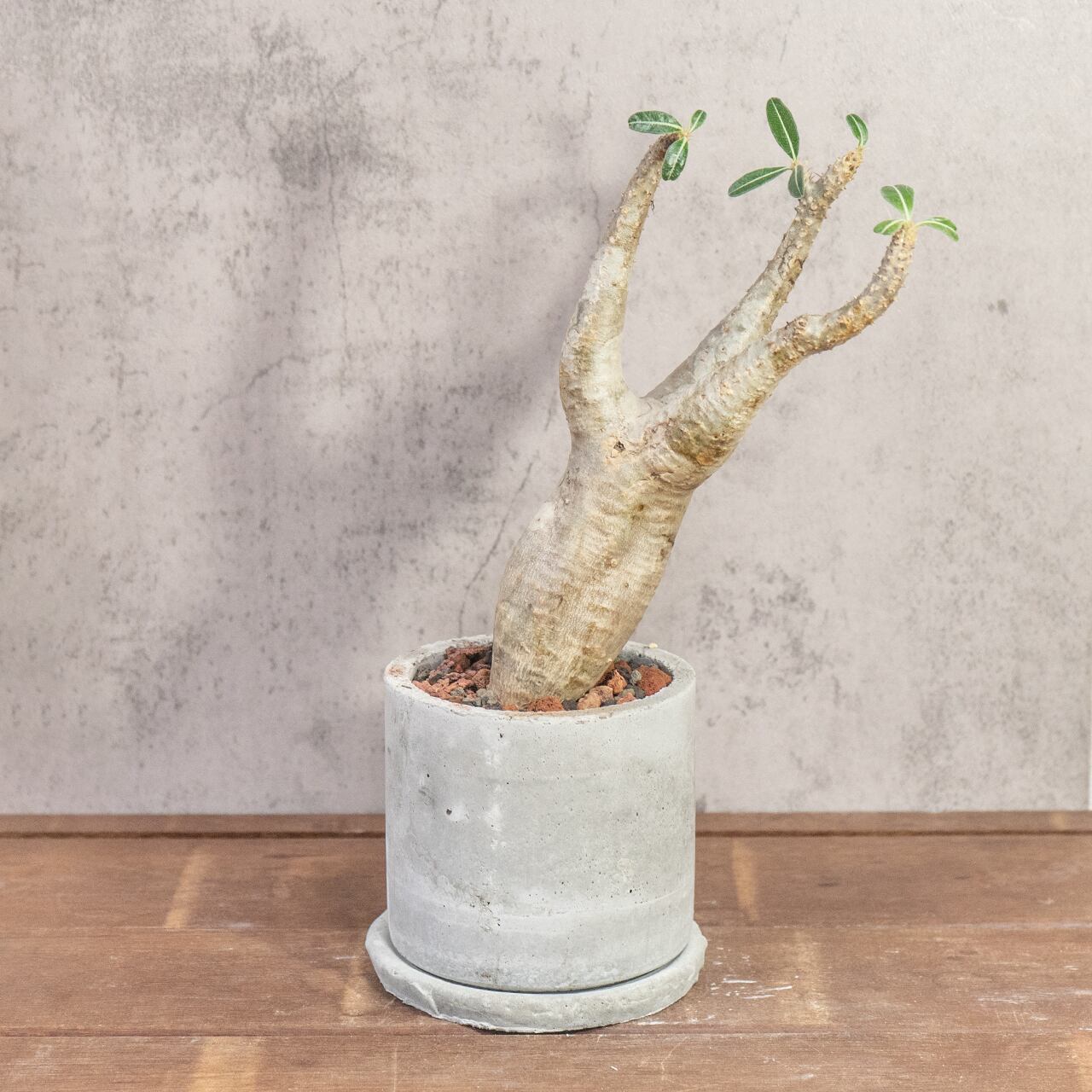 パキポディウム・マカイエンセ|やさしい曲線と伸びやかな枝姿が美しい、インテリアにも映える発根済の現地株【虫発生抑制/手作りモルタル鉢】