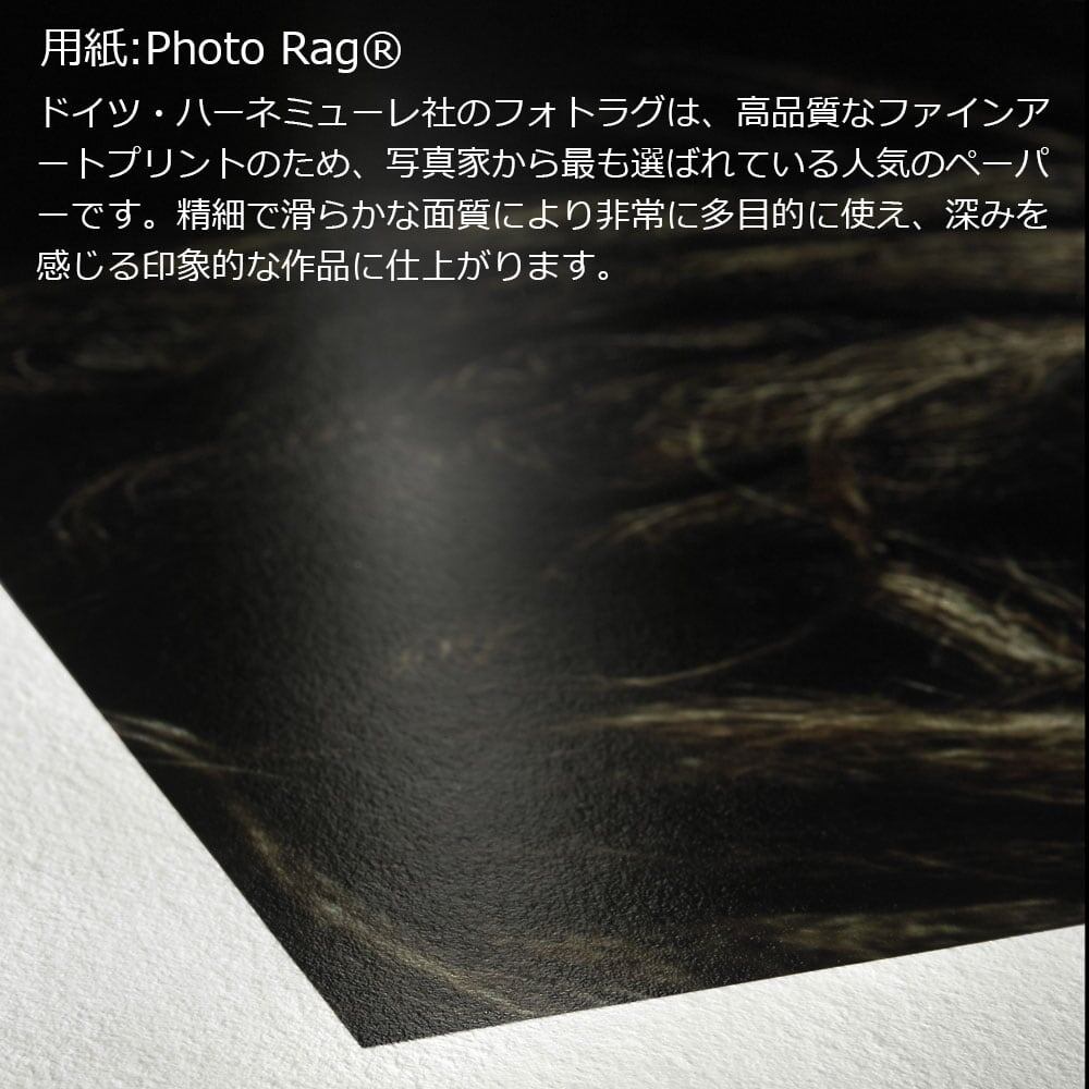 動物写真 象 インテリア モノクロアートポスター額装 AS1303