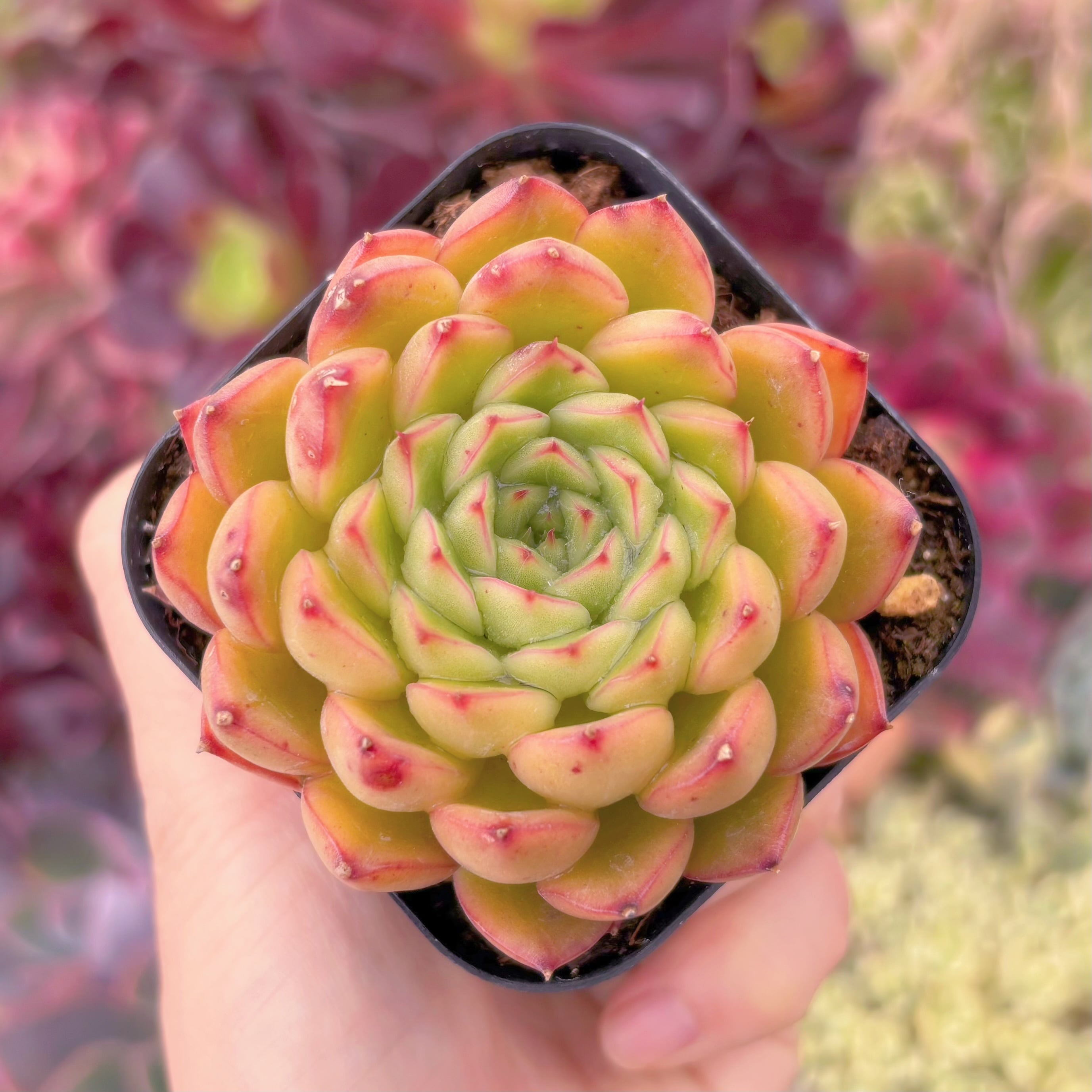 現品　閃光#D02　群生　るる農園