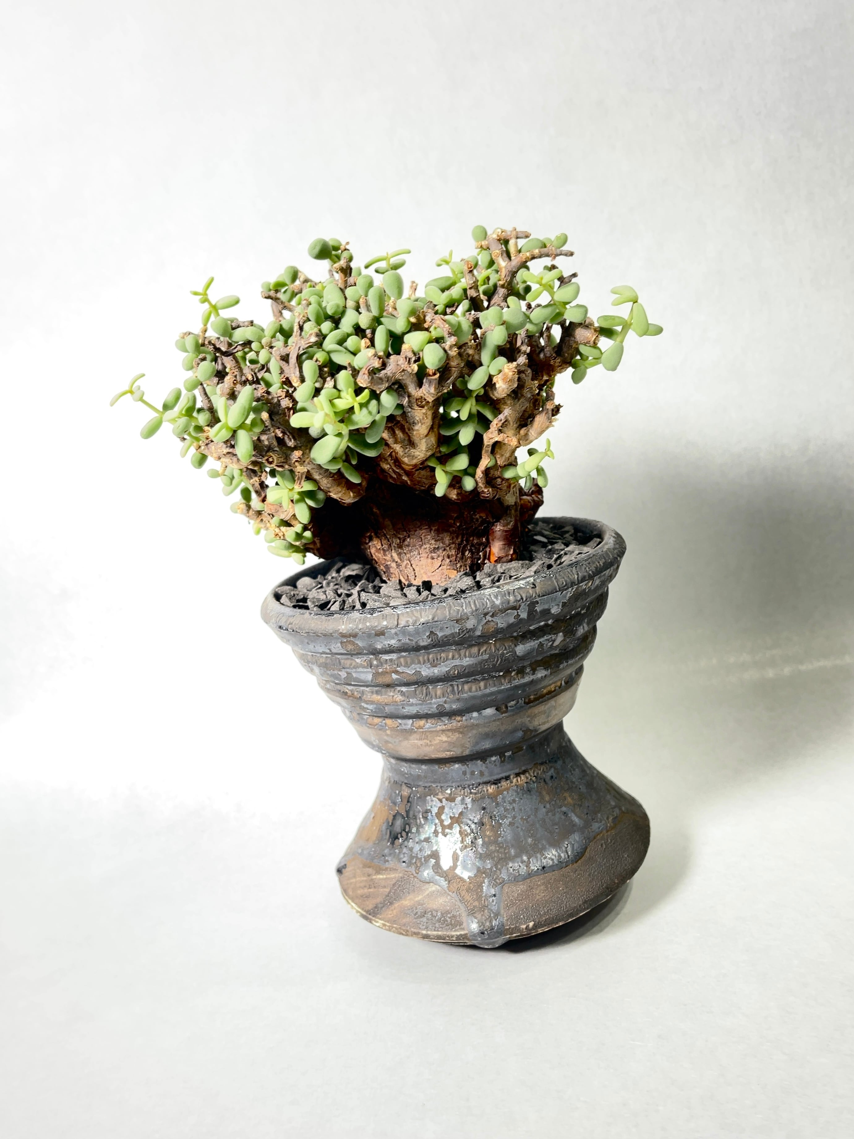 姫野翔太・天 | trigger