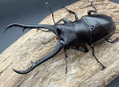 【WF1】《ギラファノコギリ亜種ダイスケ ネグロス島産 92mm ペア》