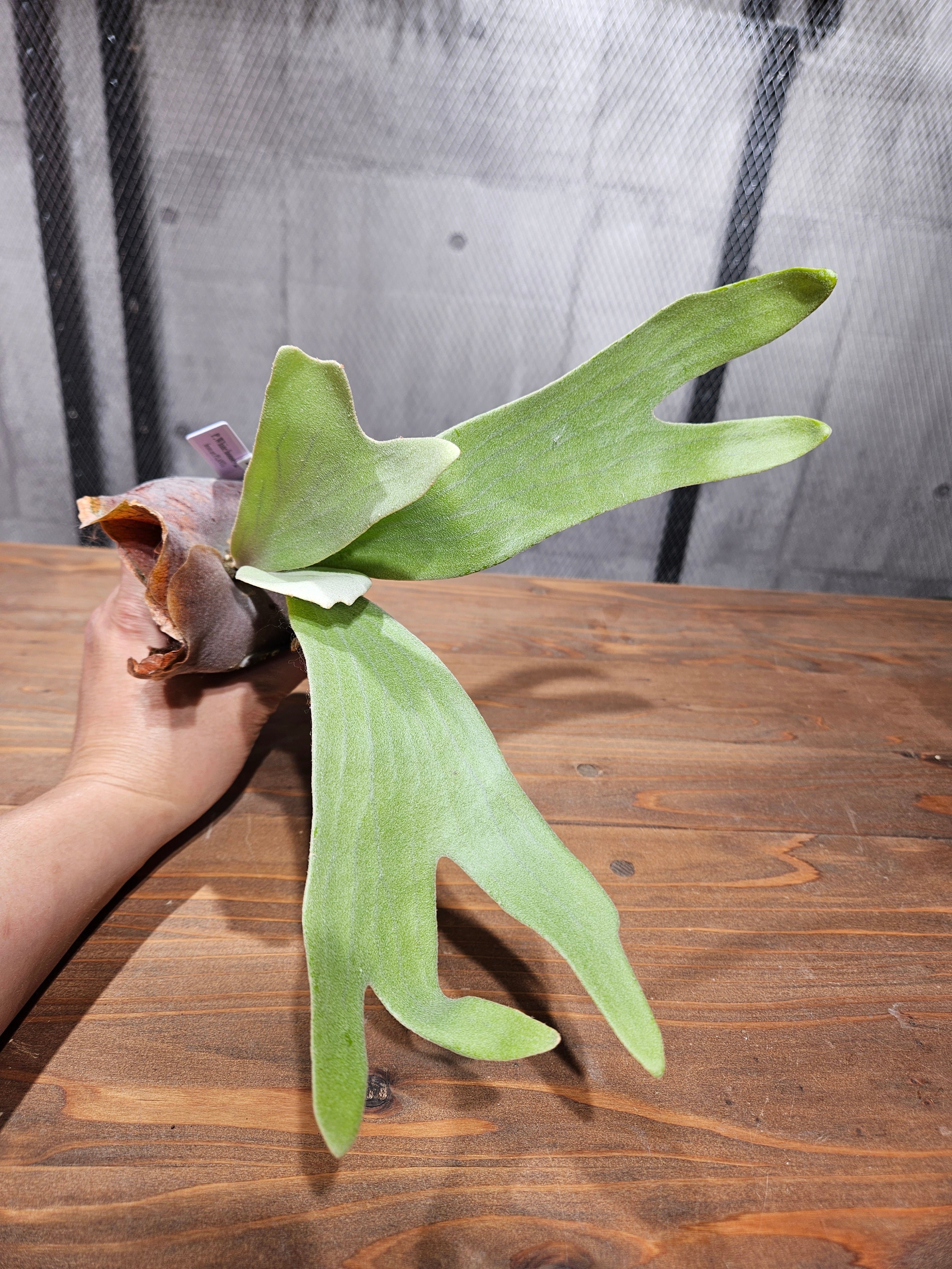 ビカクシダ　p.white house #2 P. White House #2 【artPLANTs/PLANTS GARAGE】 ビカクシダ