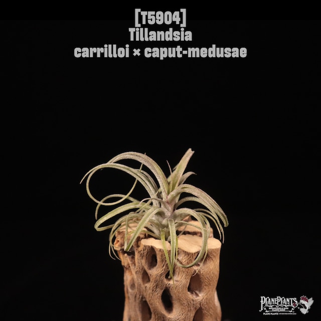 【reserved】Tillandsia carrilloi〔エアプランツ〕T5903
