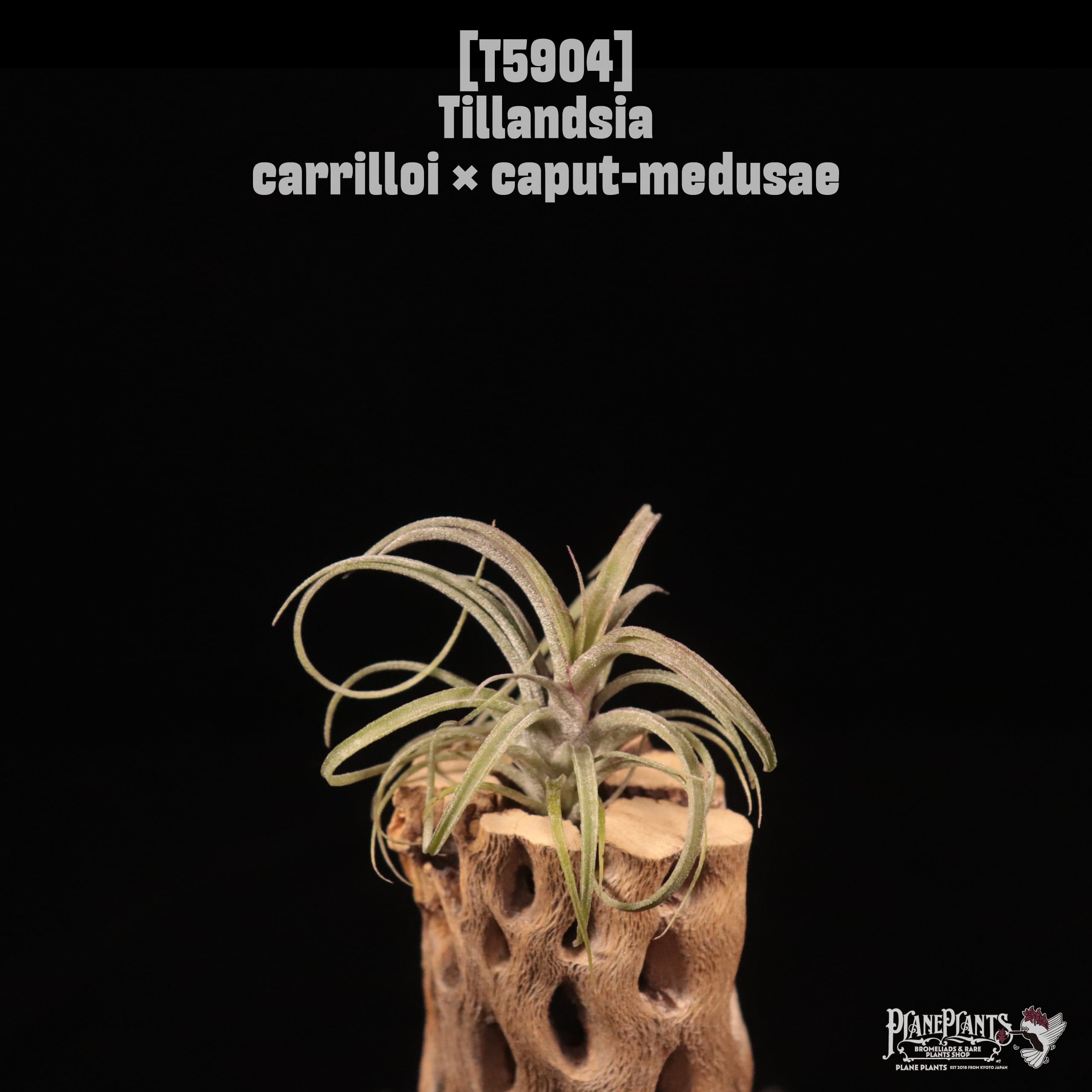 Tillandsia carrilloi × caput-medusae〔エアプランツ〕T5904