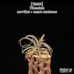 Tillandsia carrilloi × caput-medusae〔エアプランツ〕T5904