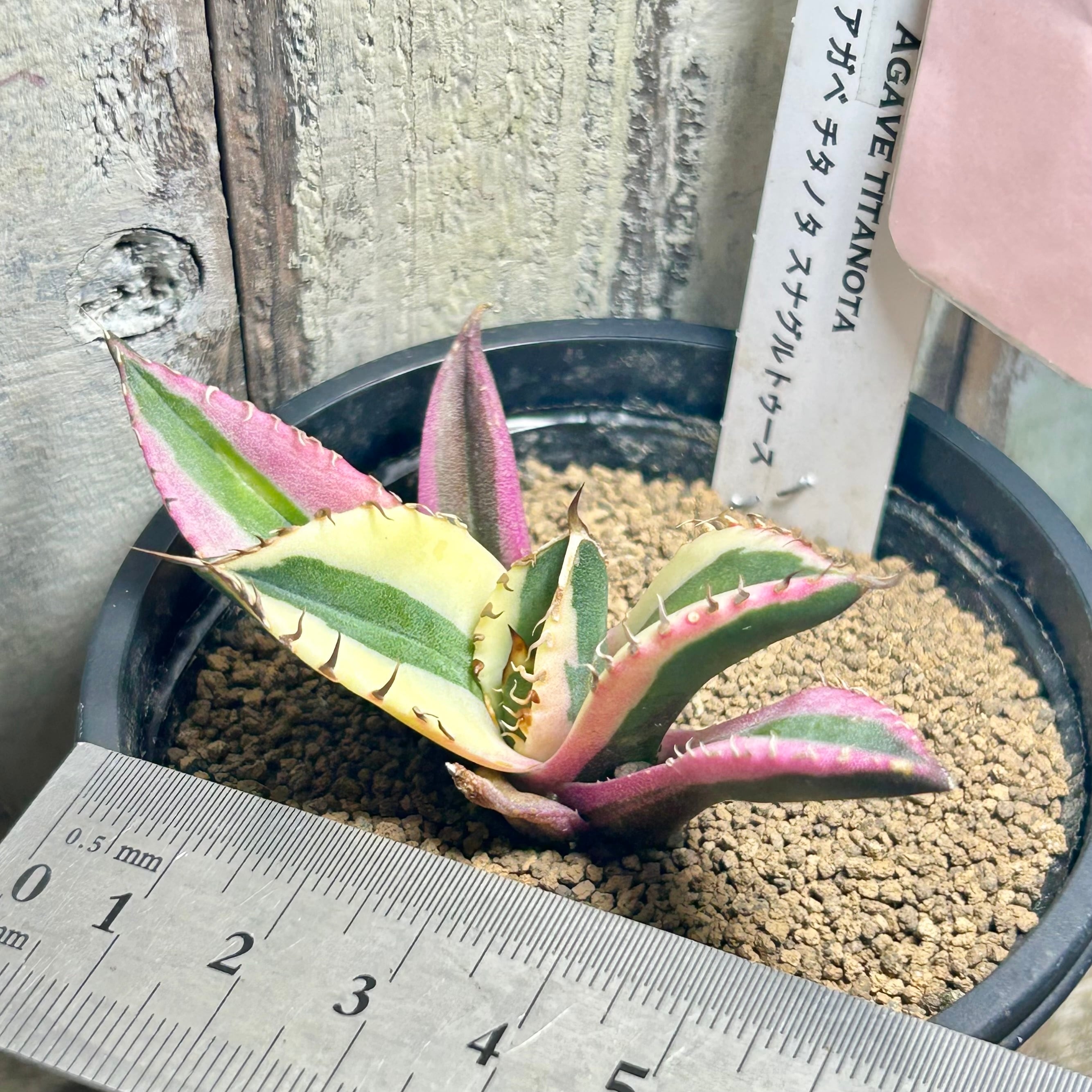 H)アガベ チタノタ スナグルトゥース(夏型) | RuPo 多肉植物専門店