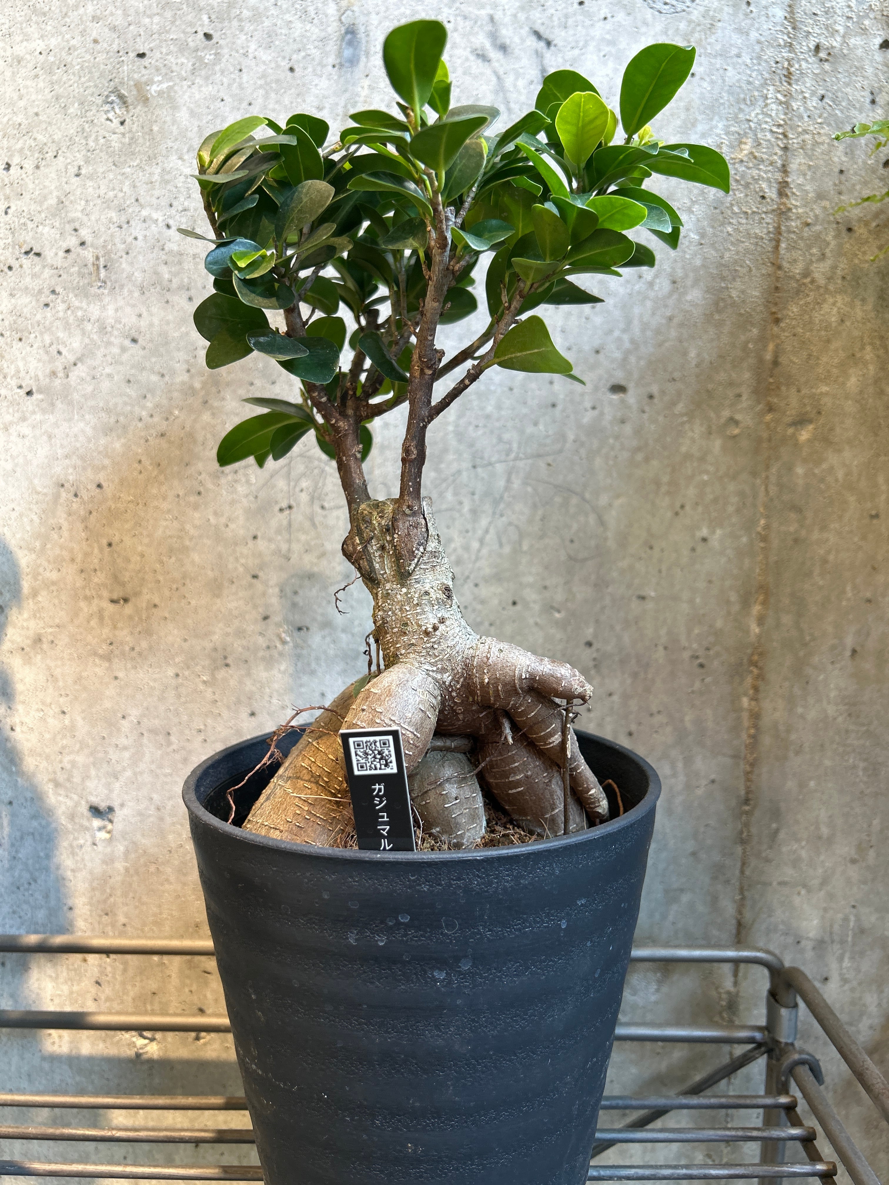 柱サボテン ブランチ2.5号 | 植物との暮らし apricot