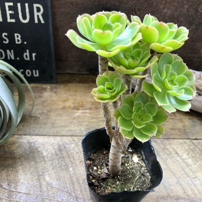 緑法師 立派 ユニークな多肉植物 黒法師 | 植物の店ベリー