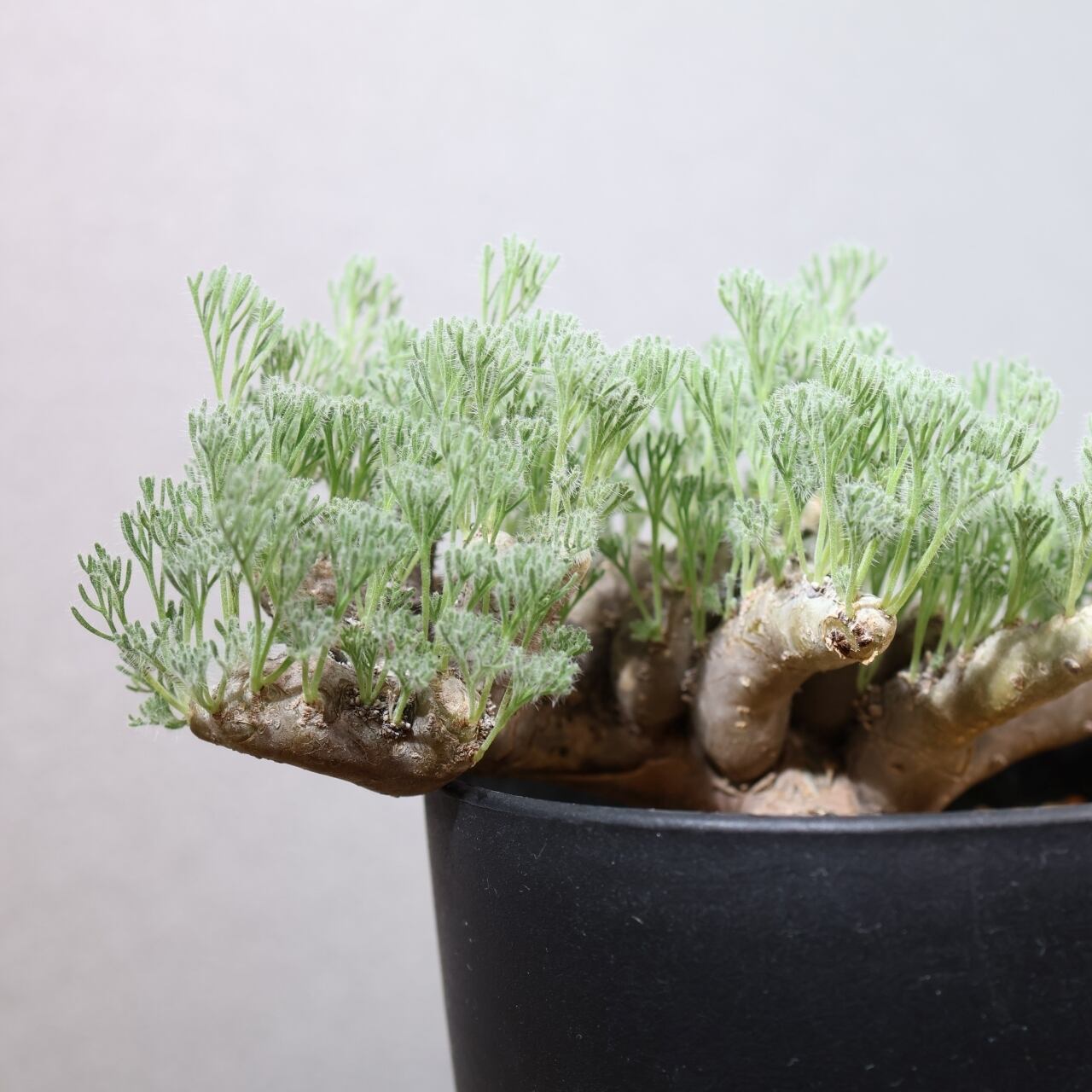 363 そのギャップにやられる『サルコカウロン ムルチフィダ