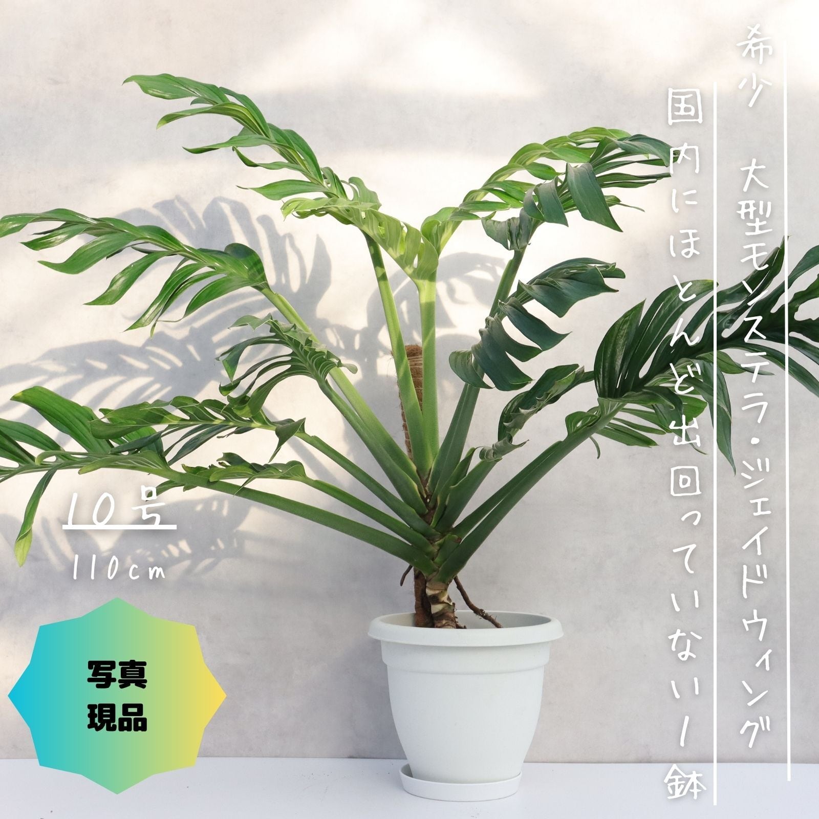 モンステラ 8号 幹立ち モンステラ 観葉植物 根上り 綺麗 お祝い