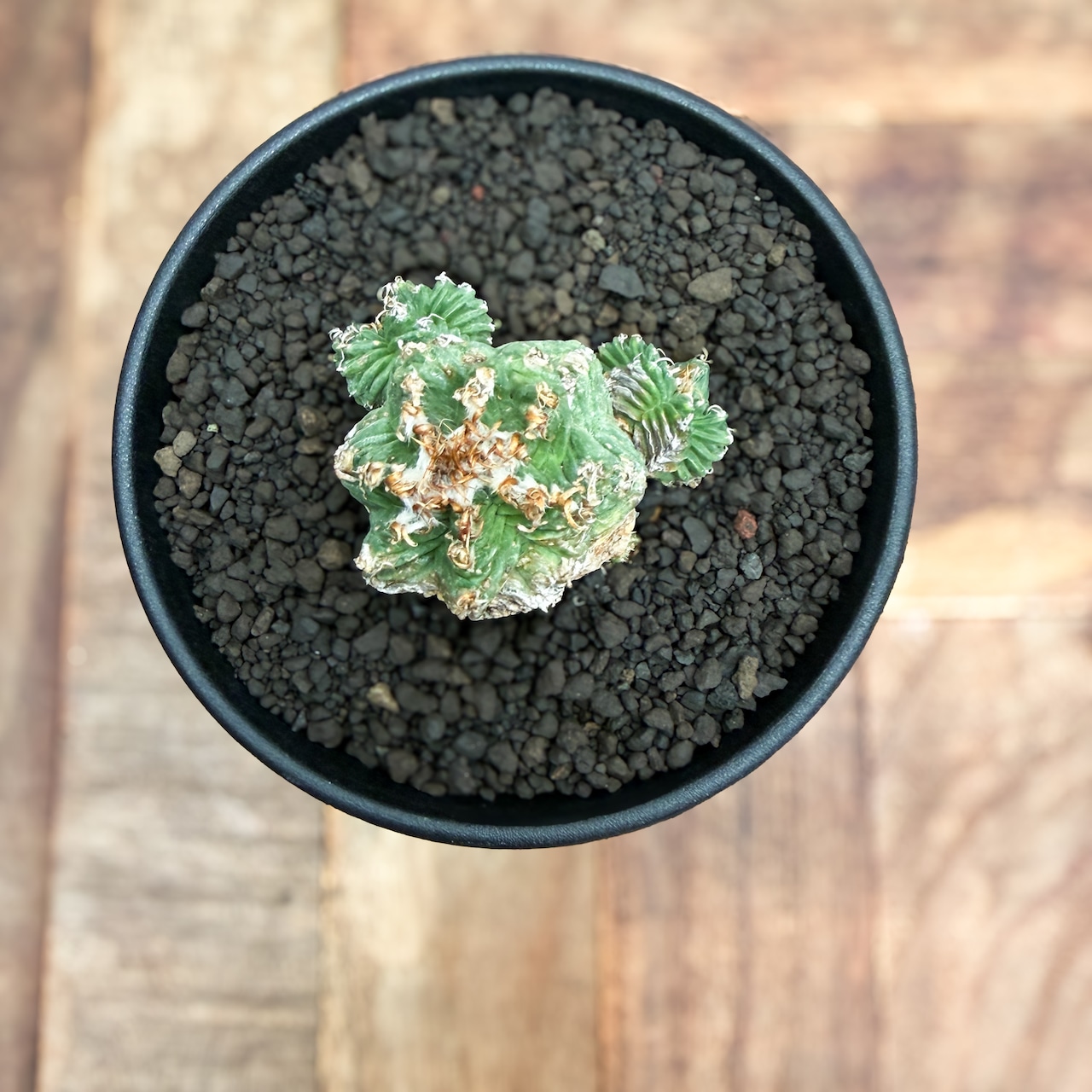Aztekium ritteri 'Valdezii'【アズテキウム・紅籠・カキ仔】
