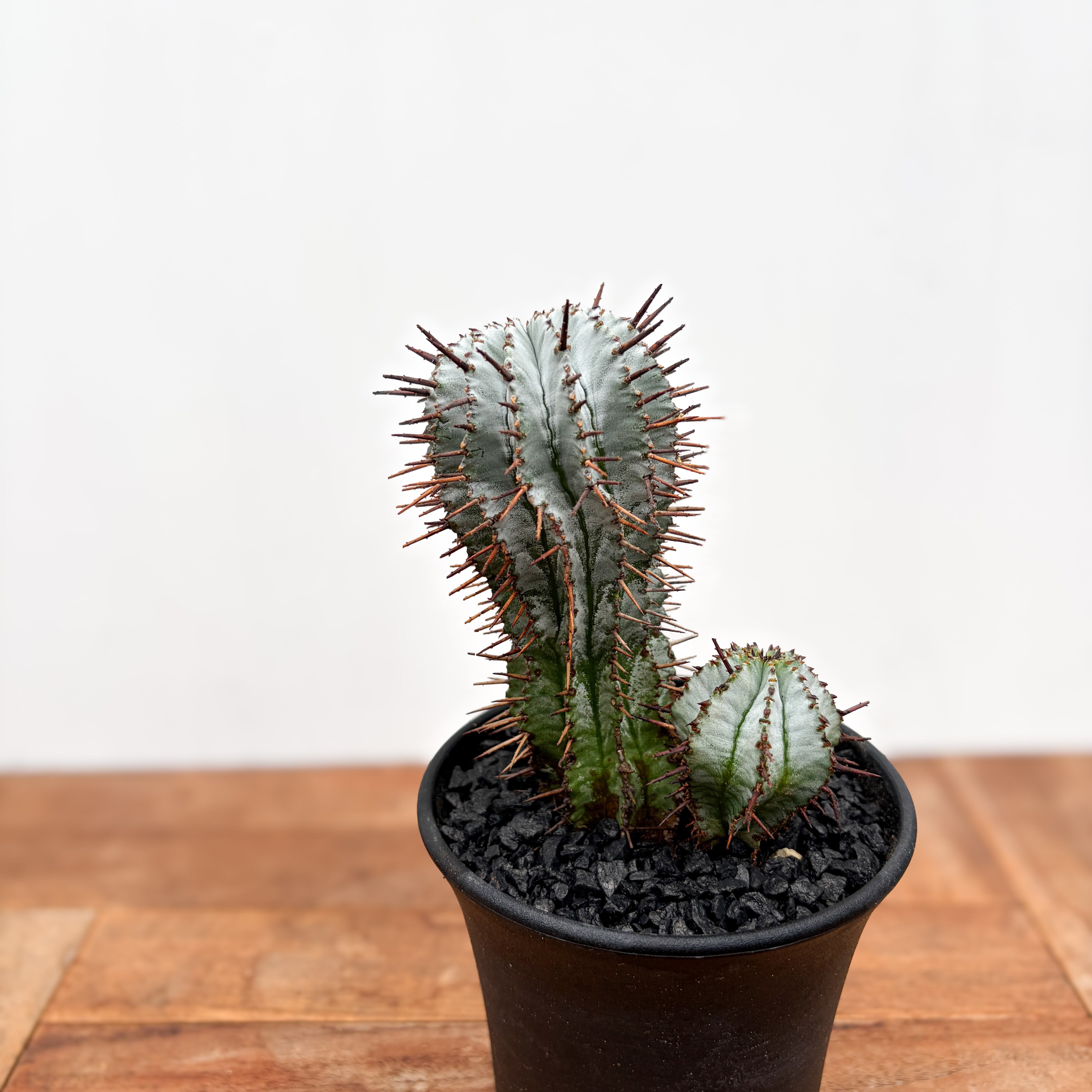 ③ ホリダ　ストリアータ　ユーフォルビア Euphorbia horrida var. striata 【ユーフォルビア・ストリアータ